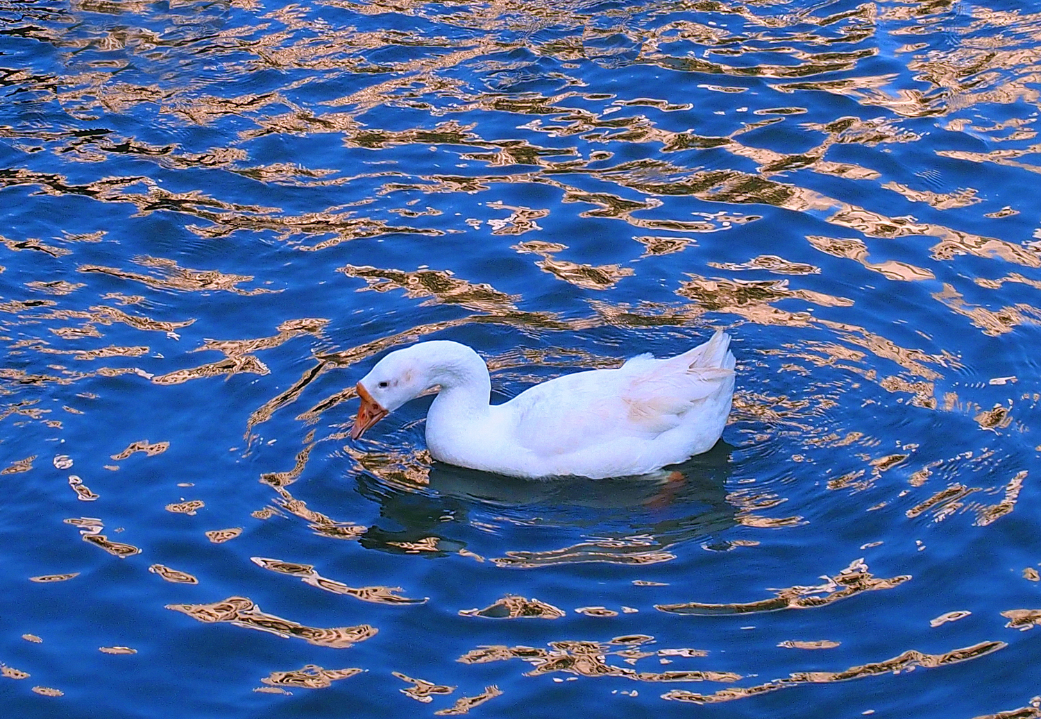 陳永鑑_悠遊水上20250208g.JPG