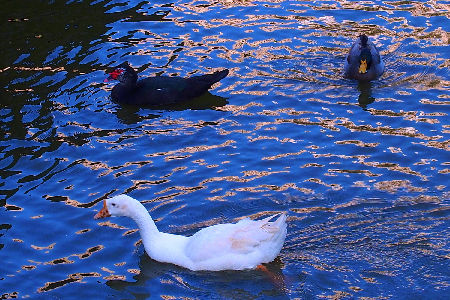 陳永鑑_悠遊水上20250208f.JPG