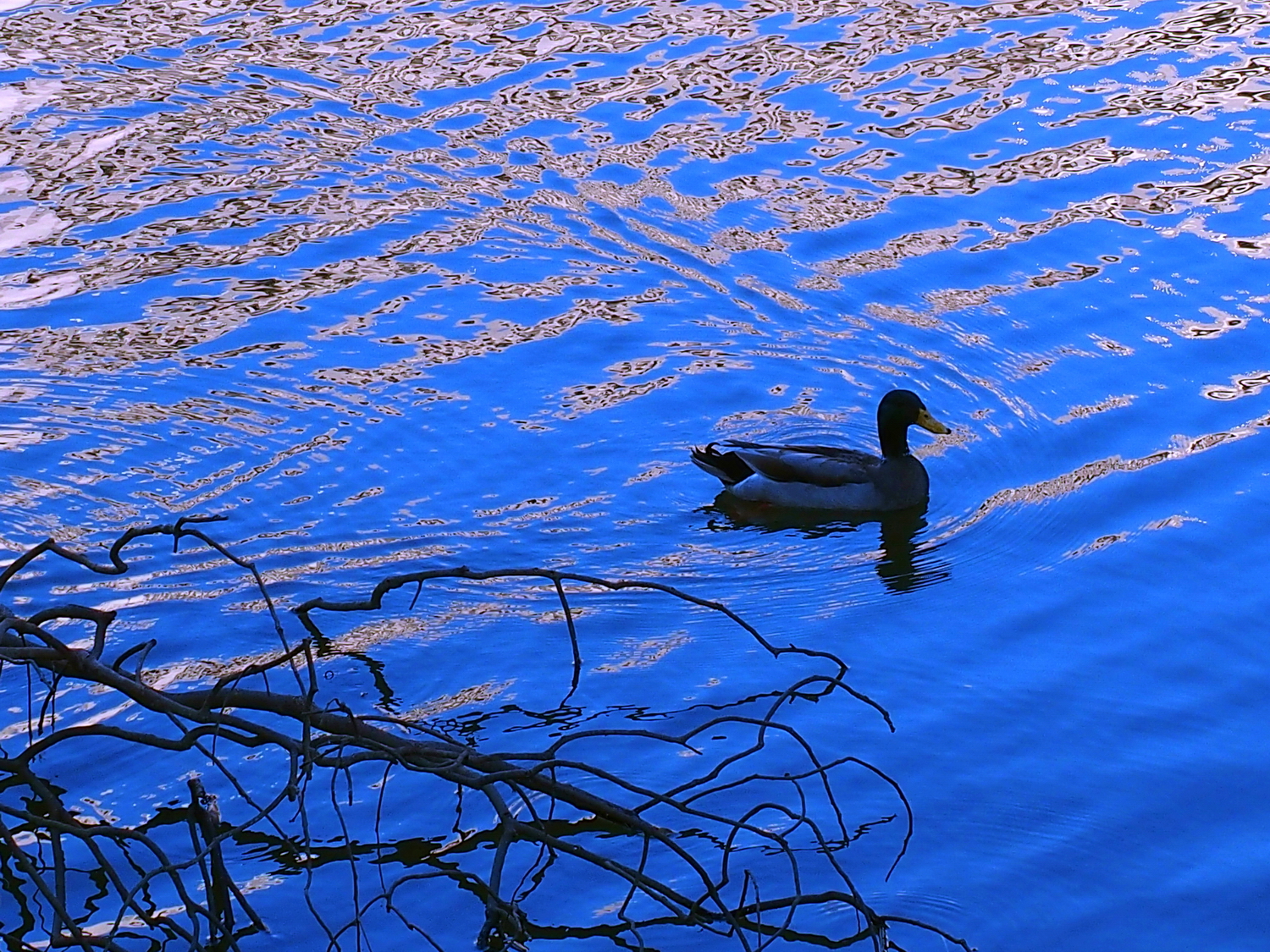 陳永鑑_悠遊水上20250208o.JPG
