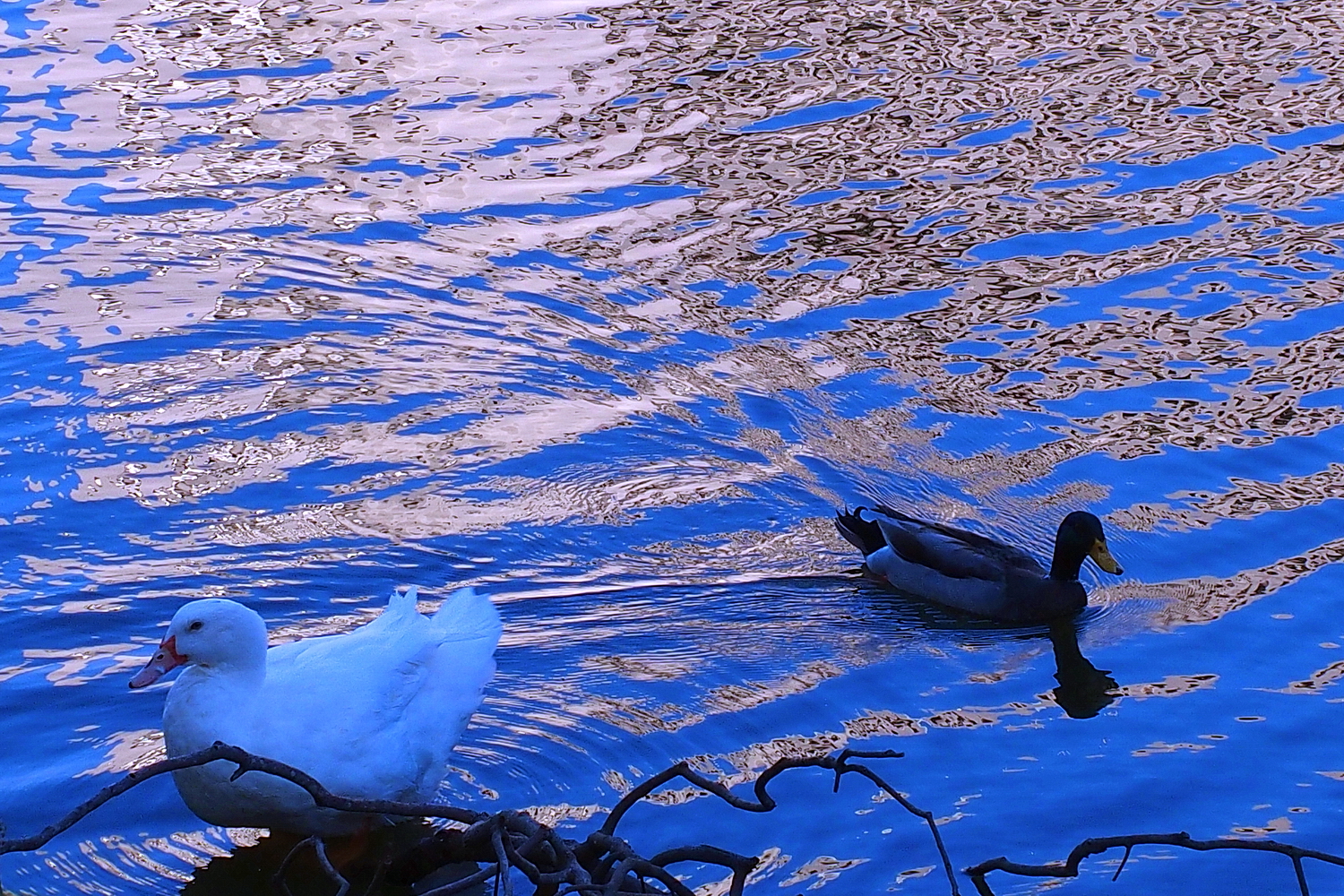 陳永鑑_悠遊水上20250208n.JPG