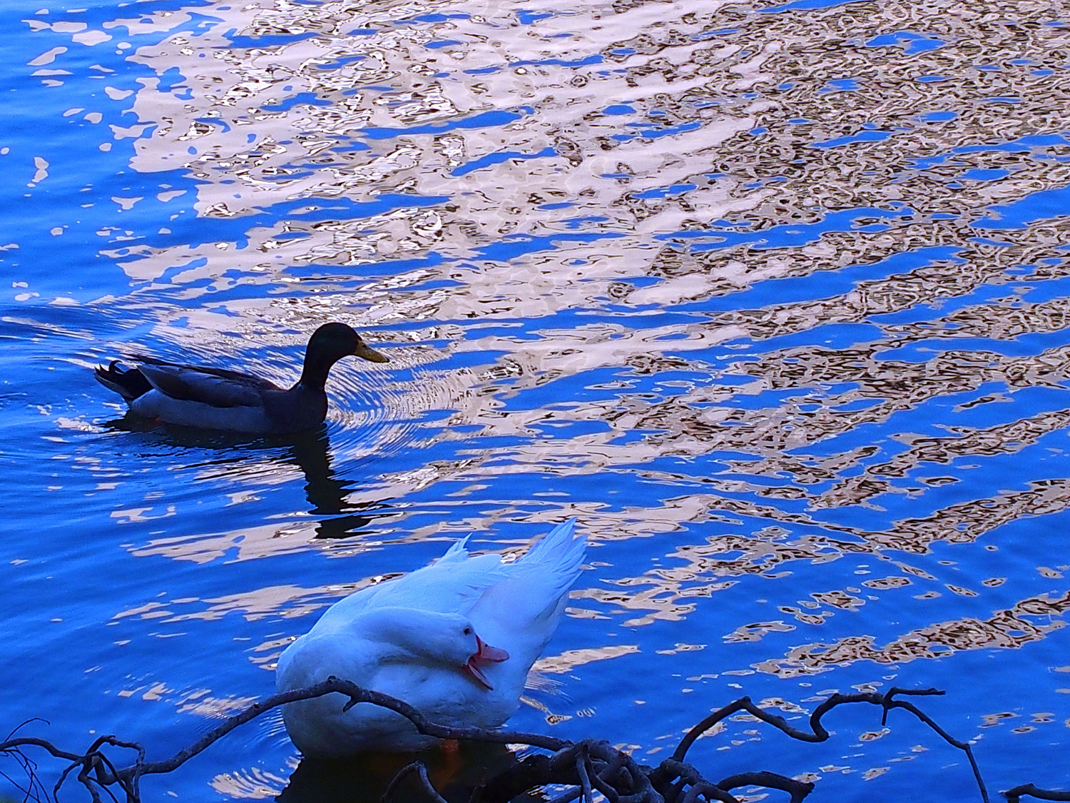陳永鑑_悠遊水上20250208m.JPG