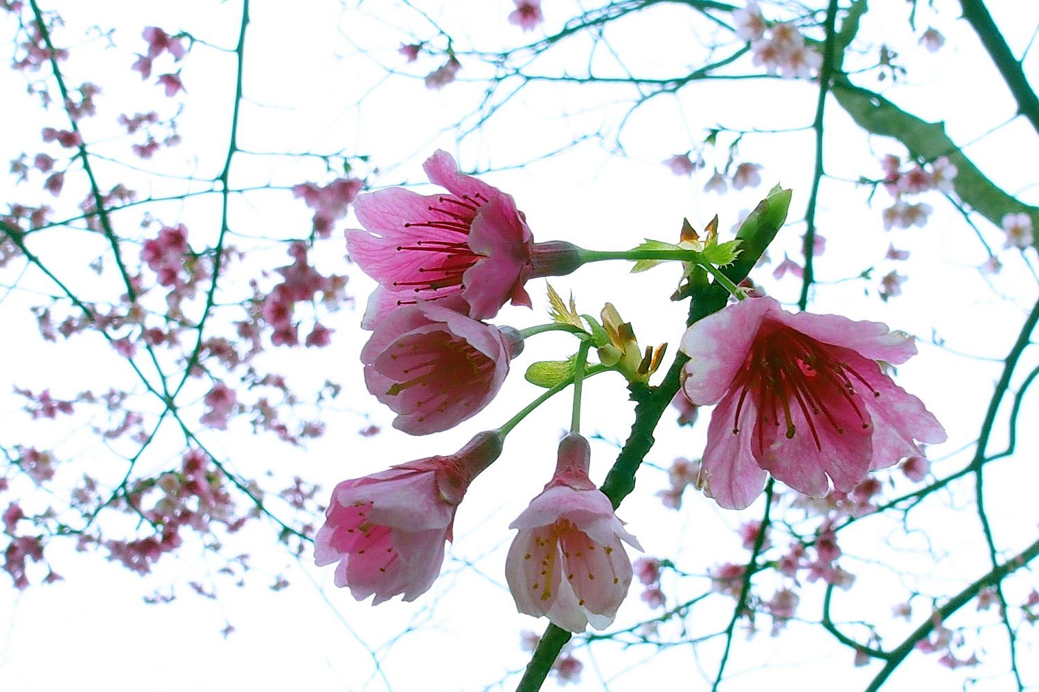 陳永鑑櫻桃花作品20250208f.JPG