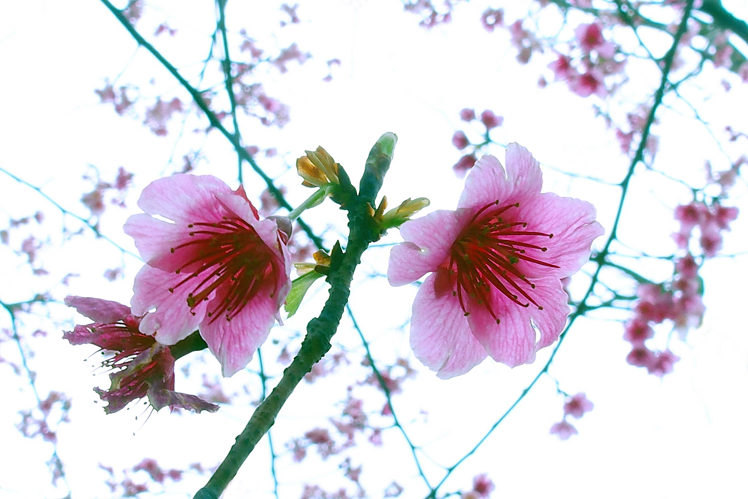 陳永鑑櫻桃花作品20250208i.JPG