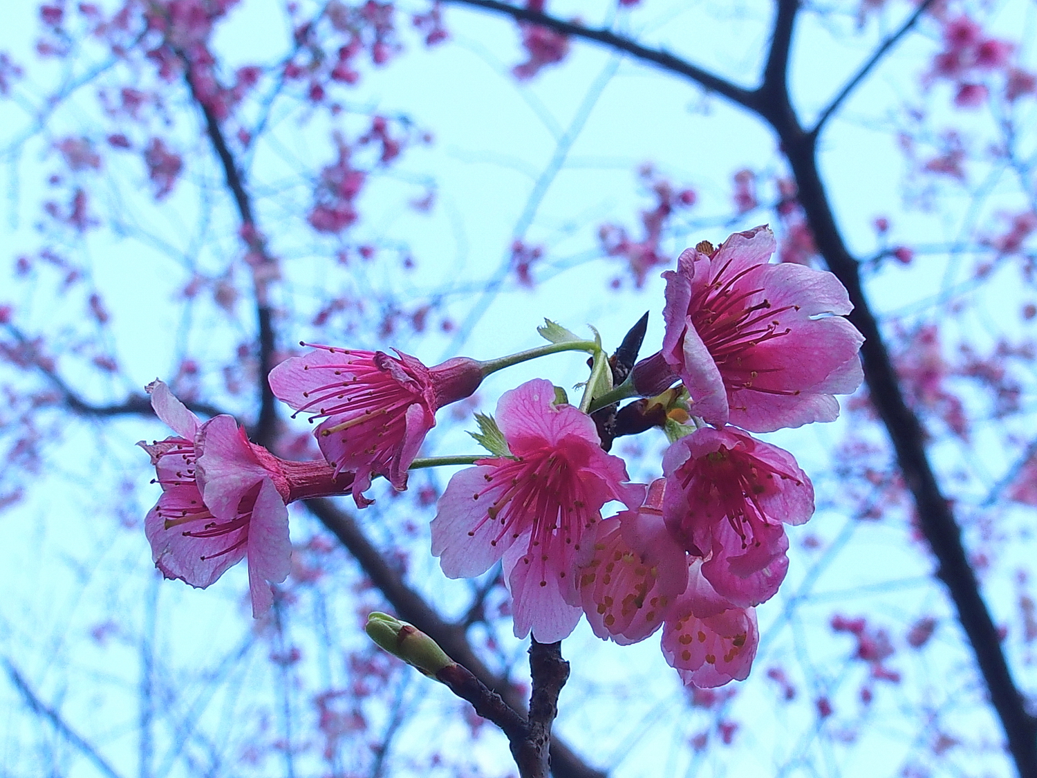 陳永鑑櫻桃花作品20250211i.JPG