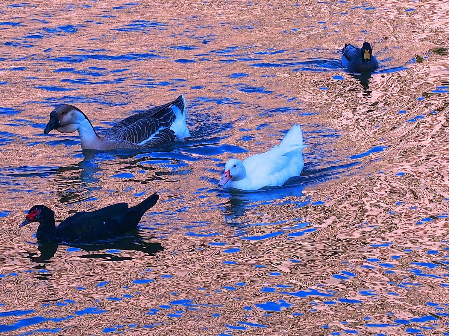 陳永鑑_悠遊水上20250212c.JPG