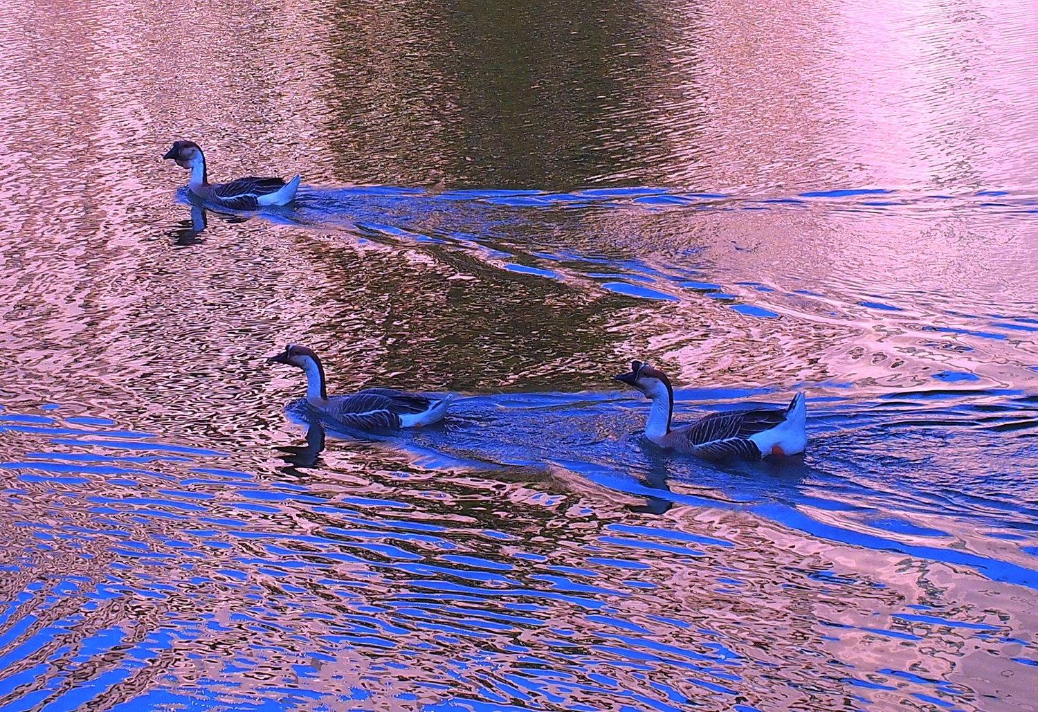 陳永鑑_悠遊水上20250212a.JPG