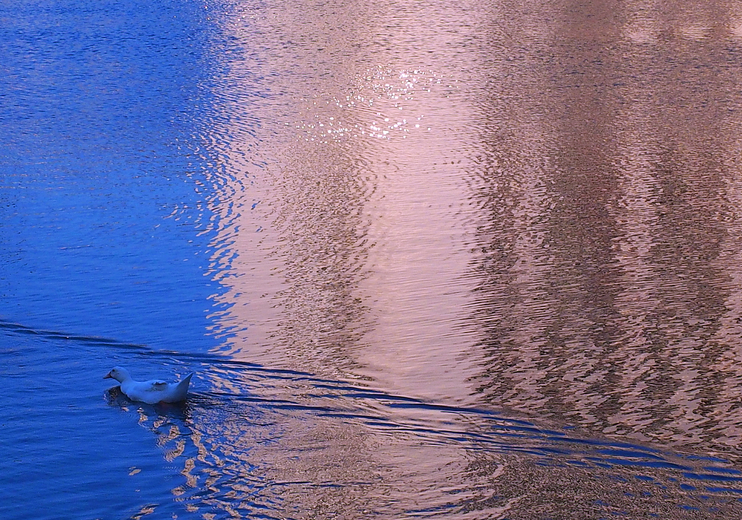 陳永鑑_悠遊水上20250211c.JPG