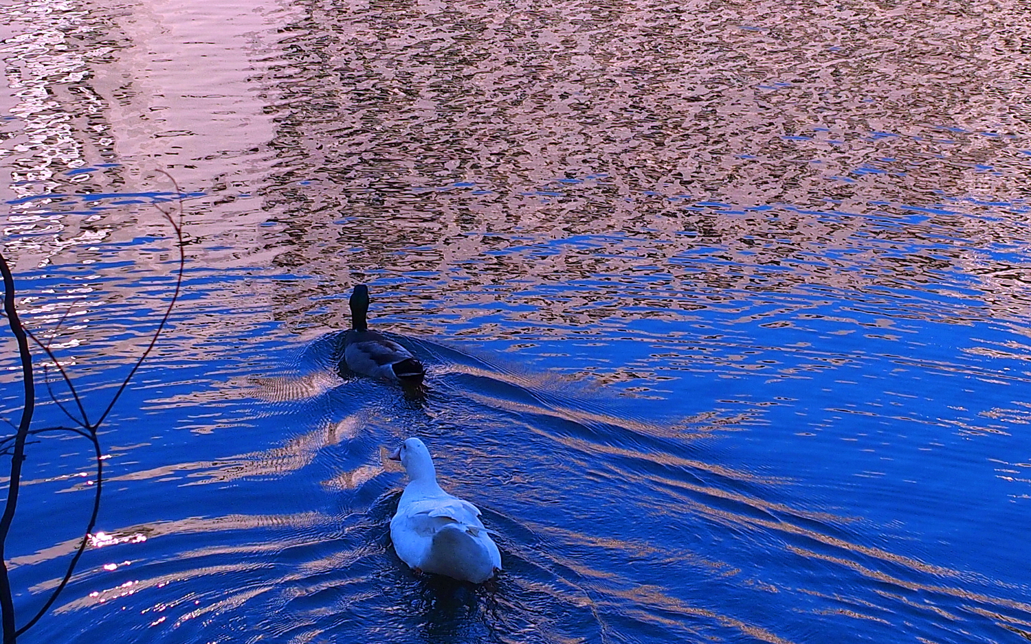 陳永鑑_悠遊水上20250211a.JPG