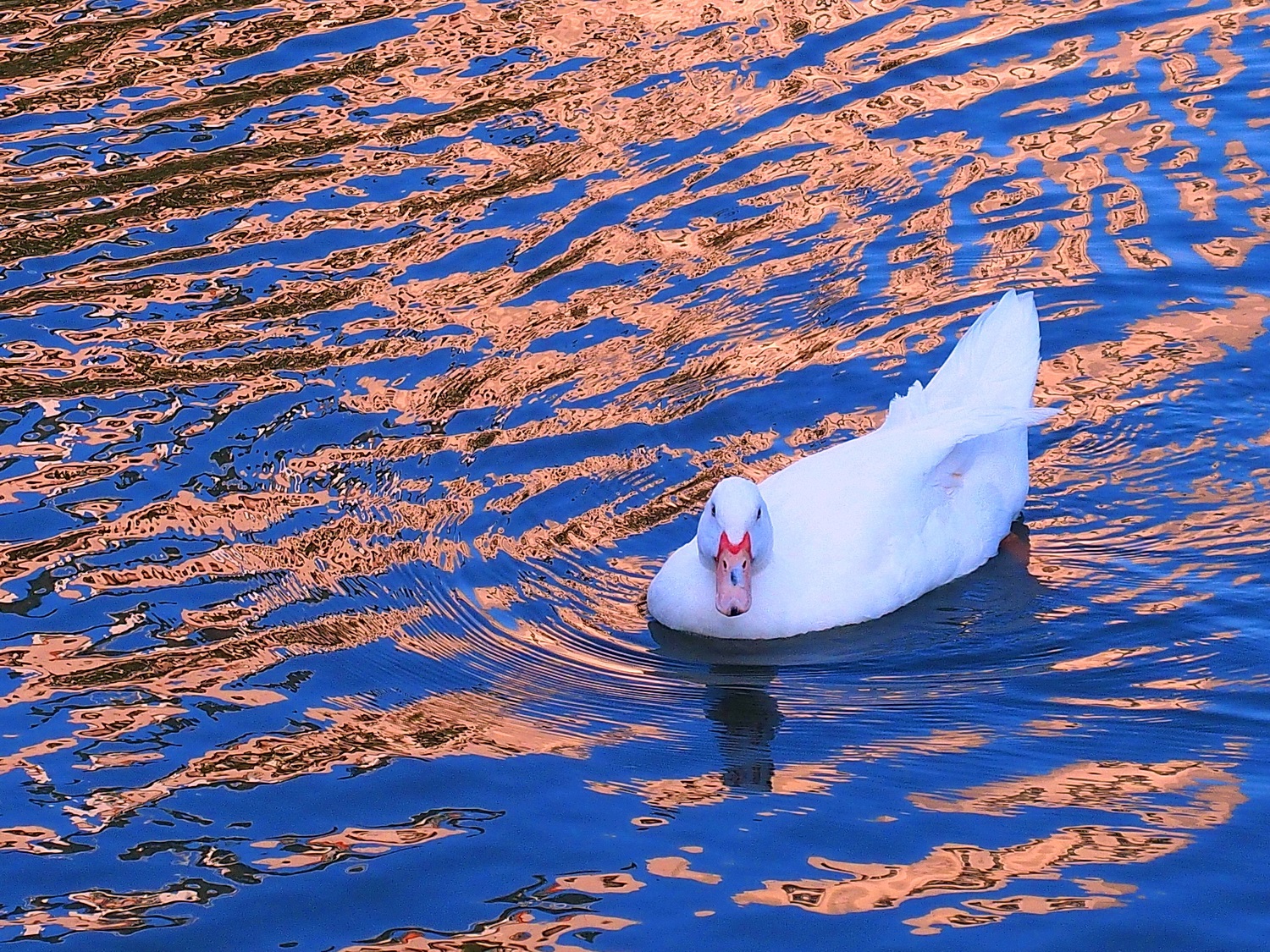 陳永鑑_悠遊水上20250212i.JPG