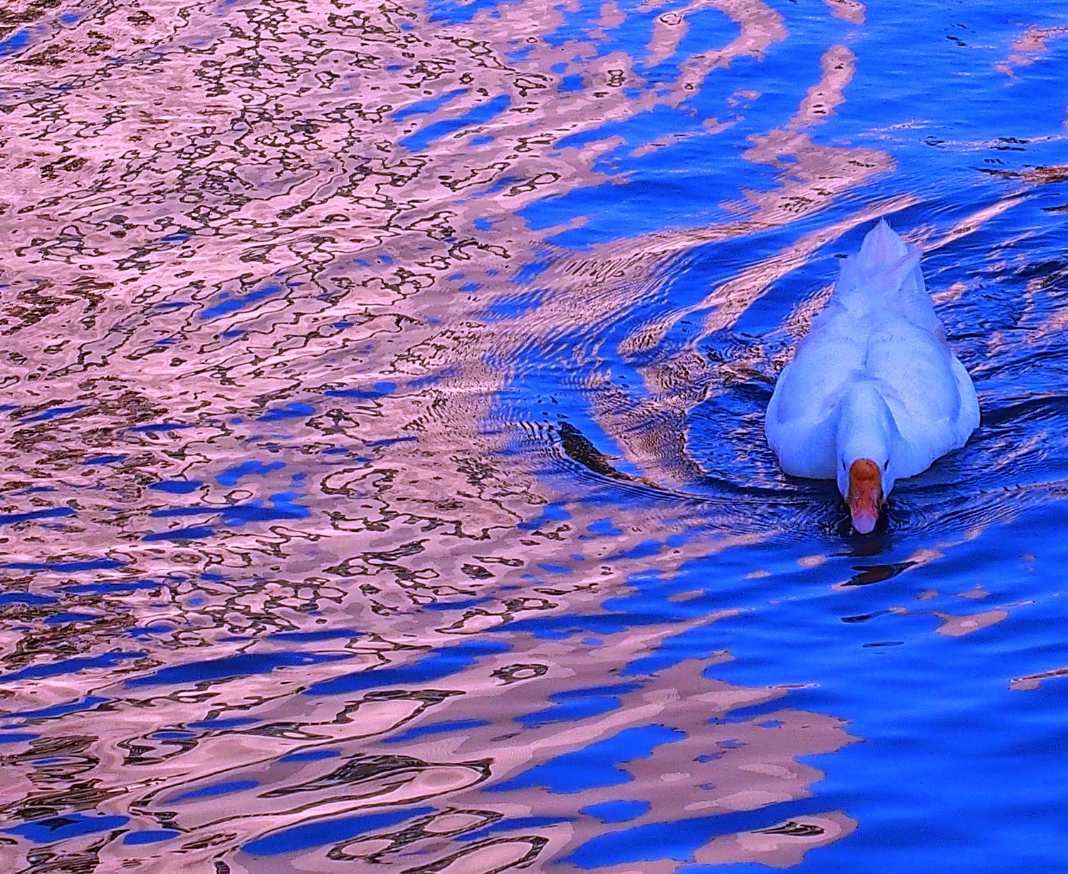 陳永鑑_悠遊水上20250212g.JPG