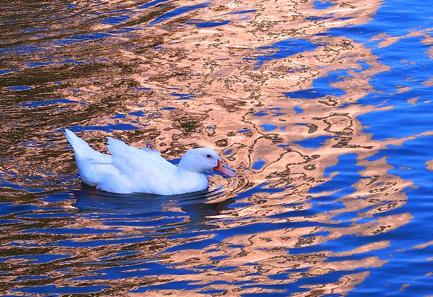 陳永鑑_悠遊水上20250212e.JPG