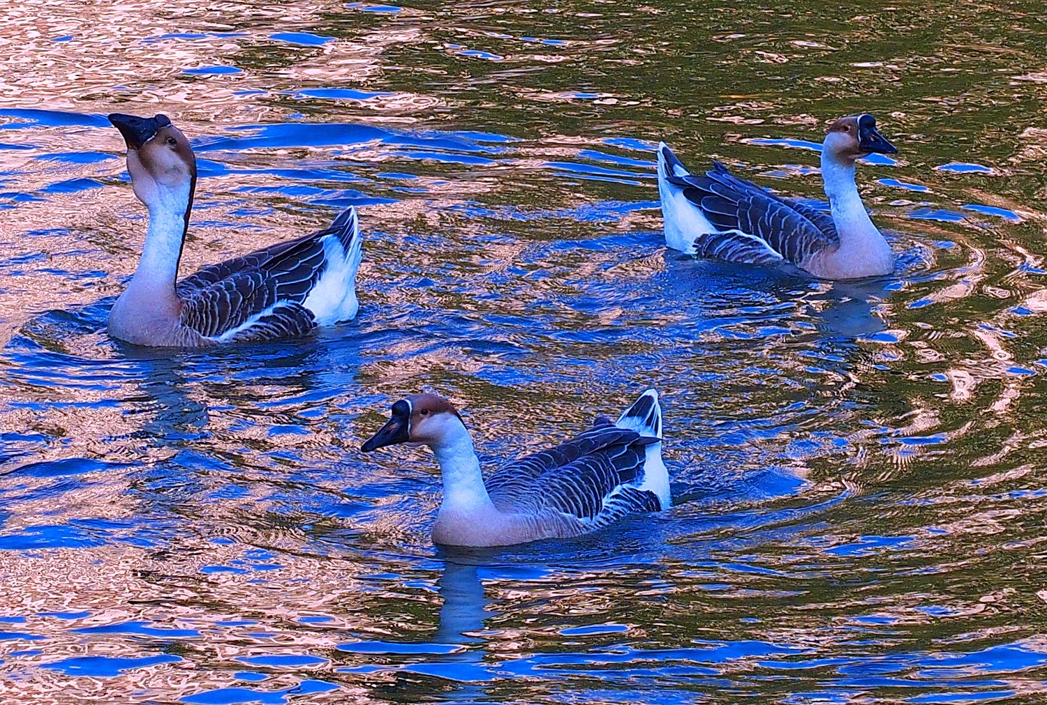 陳永鑑_悠遊水上20250212d.JPG