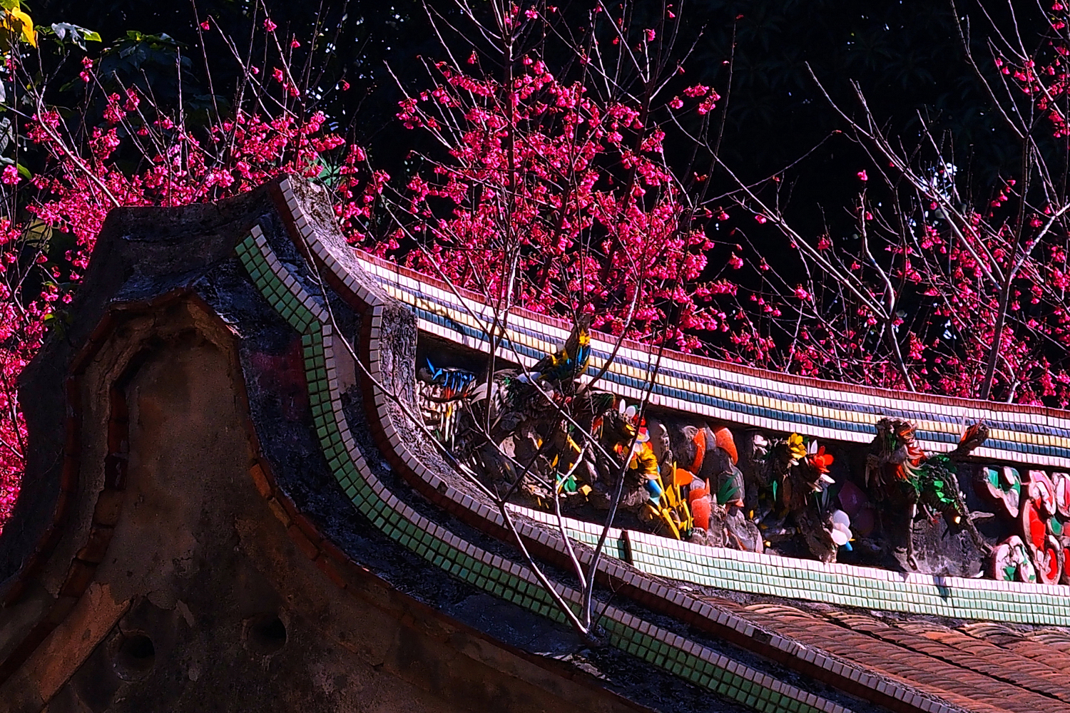 陳永鑑櫻桃花作品20250212h.JPG