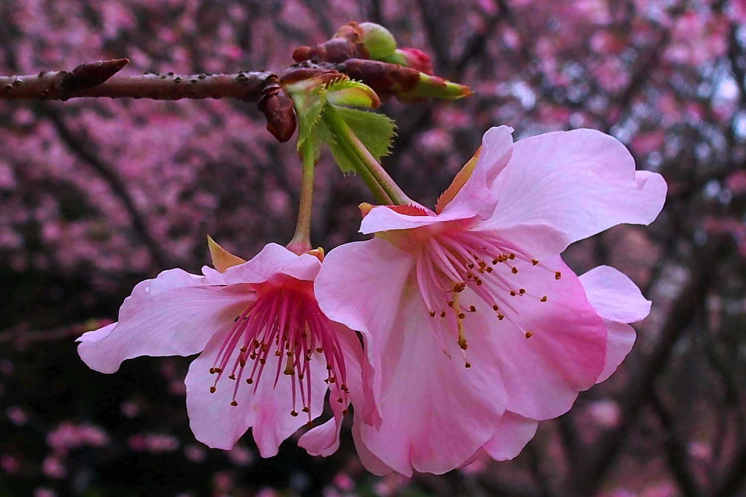 陳永鑑櫻桃花作品20250215e.JPG