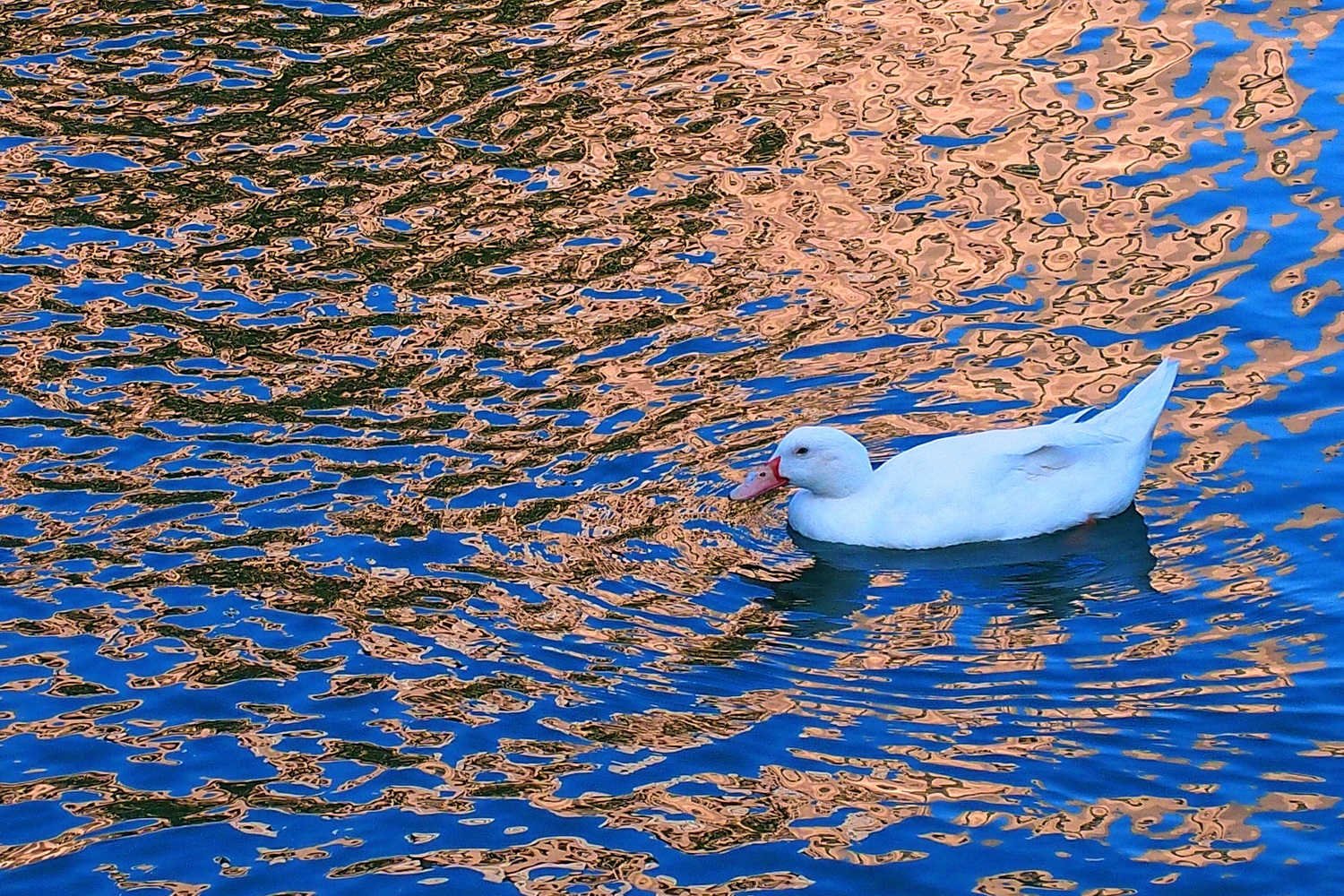 陳永鑑_悠遊水上20250219b.JPG