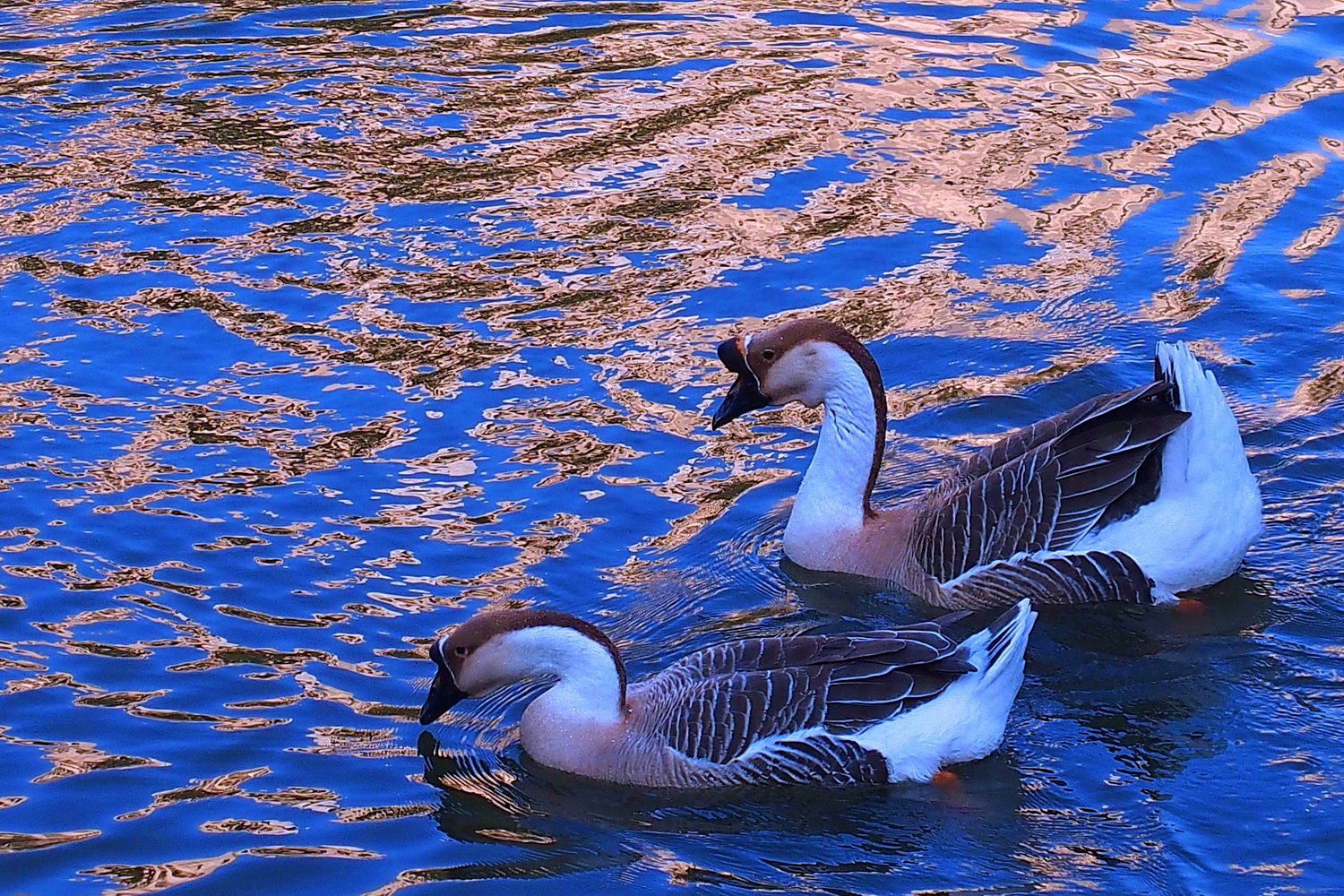陳永鑑_悠遊水上20250219a.JPG