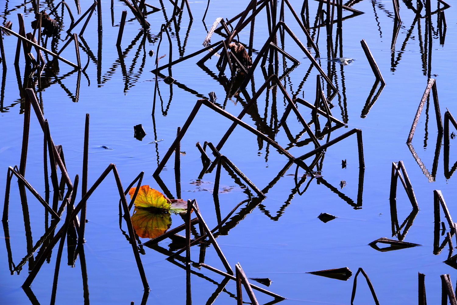 陳永鑑_荷花作品_20250217c.JPG