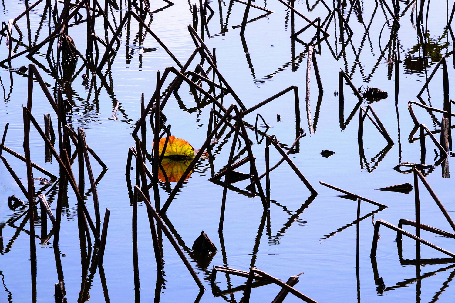 陳永鑑_荷花作品_20250217a.JPG