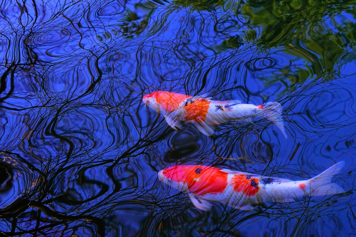 陳永鑑_錦鯉遊緃_20250213c.JPG