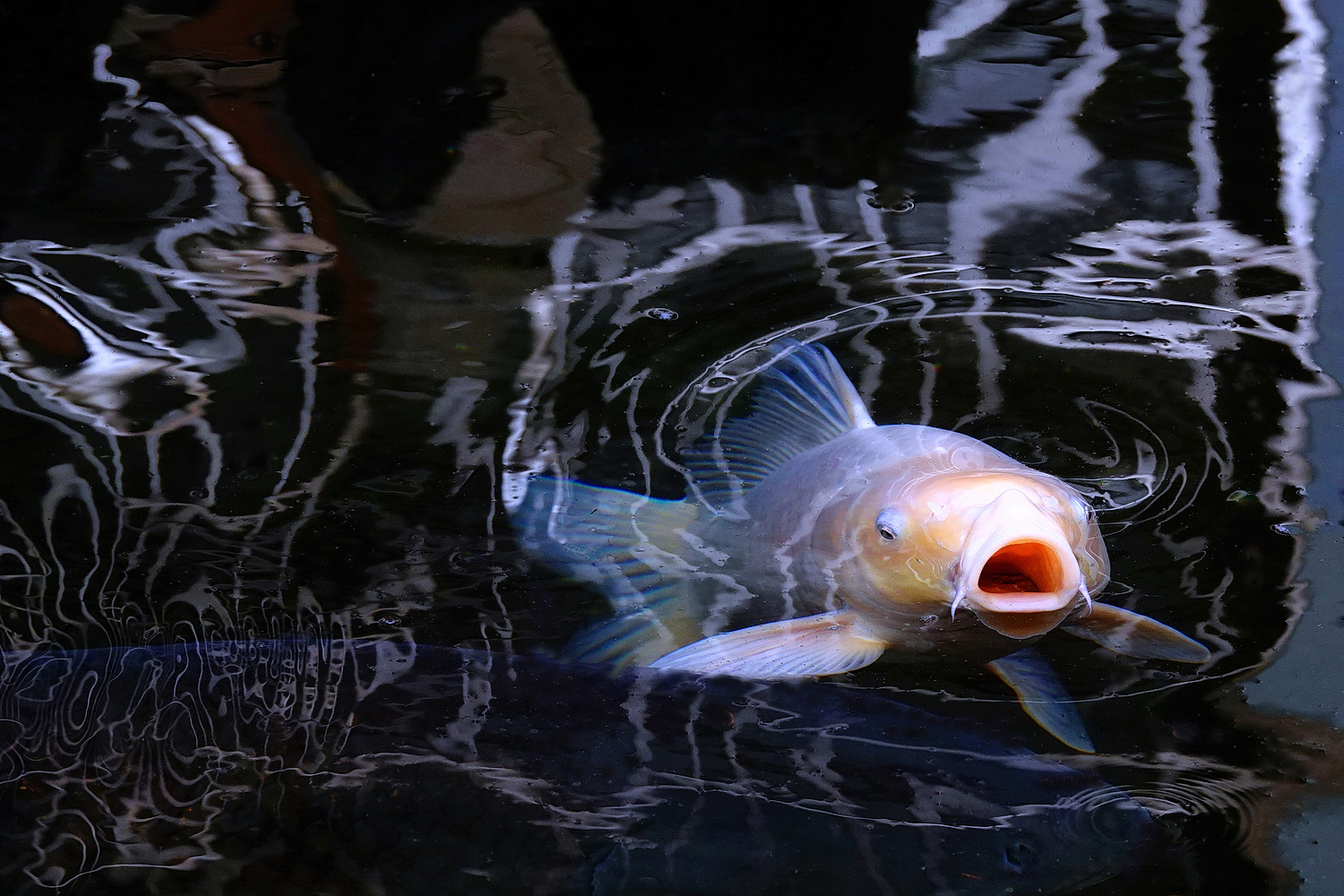 陳永鑑_錦鯉遊緃_20250219e.JPG