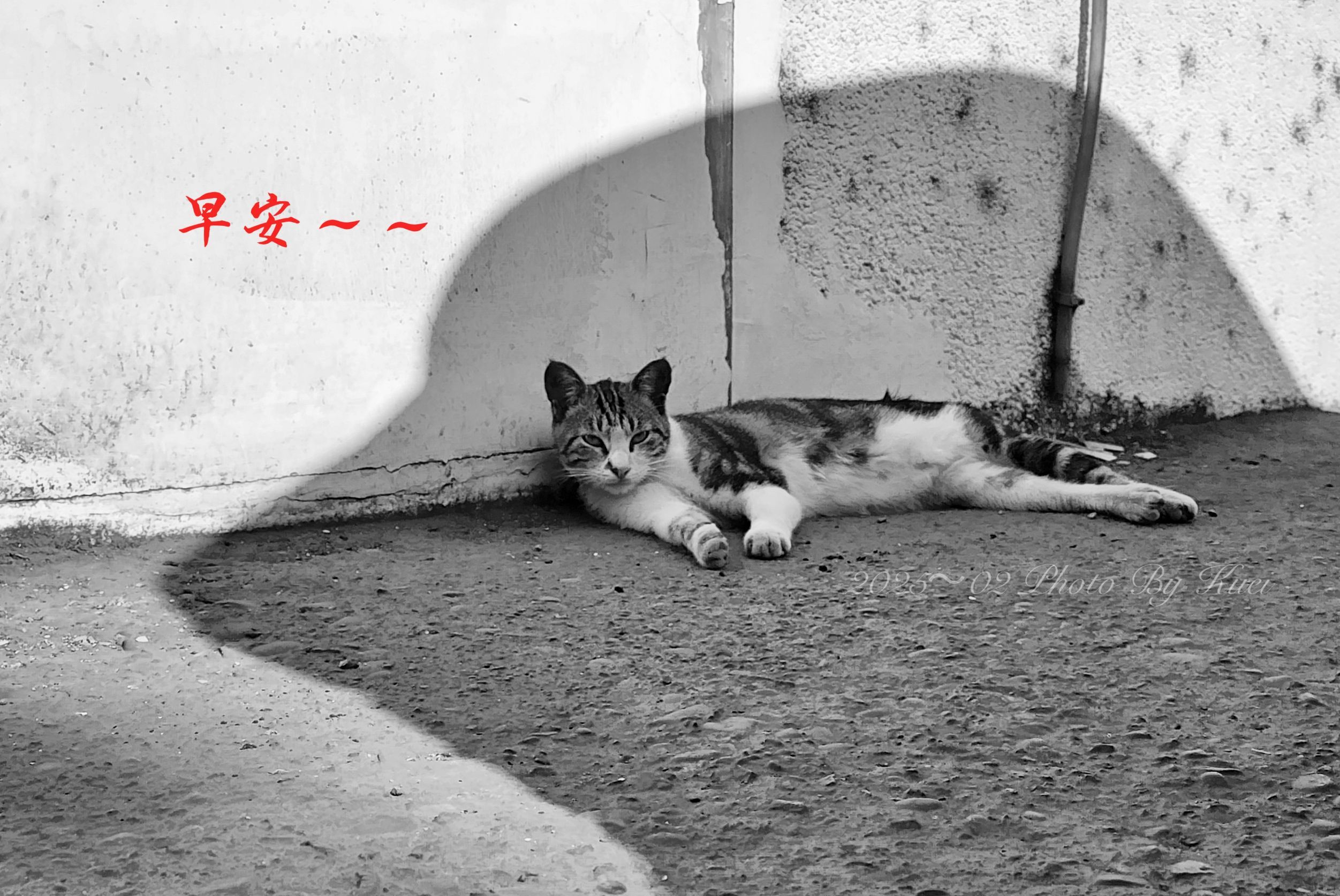 林於貴早安作品20250223.jpg