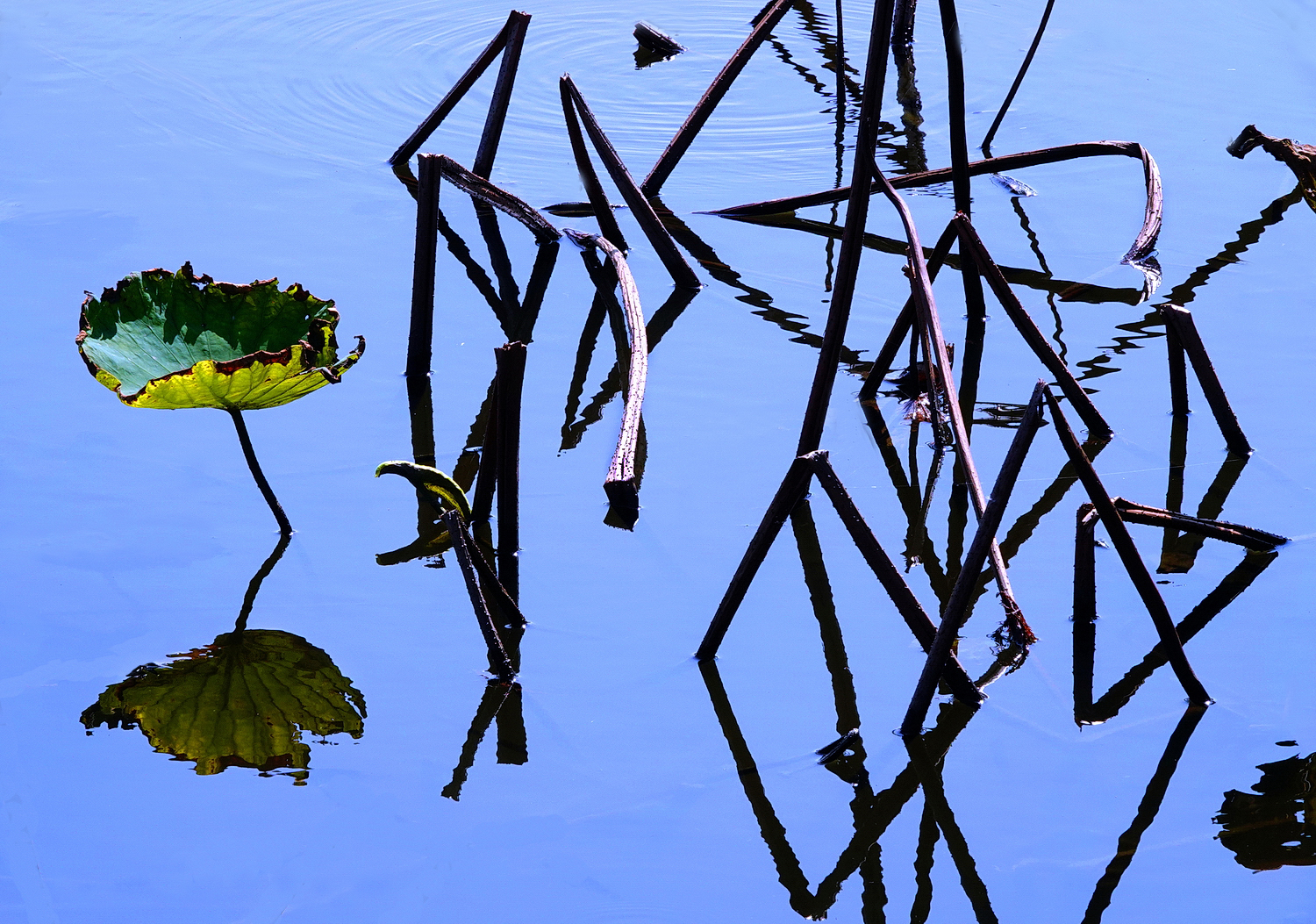陳永鑑_荷花作品_20250221d.JPG
