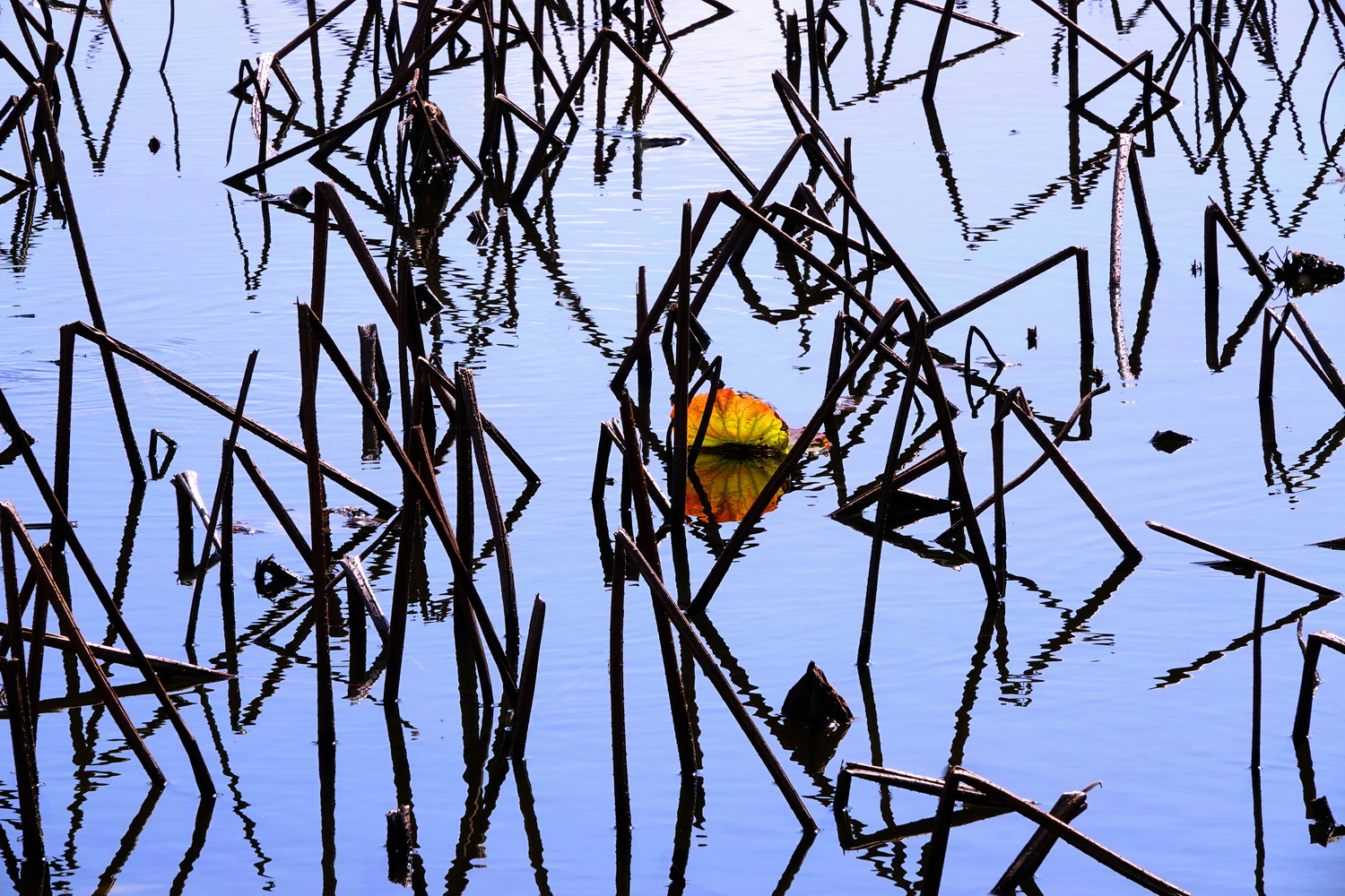 陳永鑑_荷花作品_20250221b.JPG
