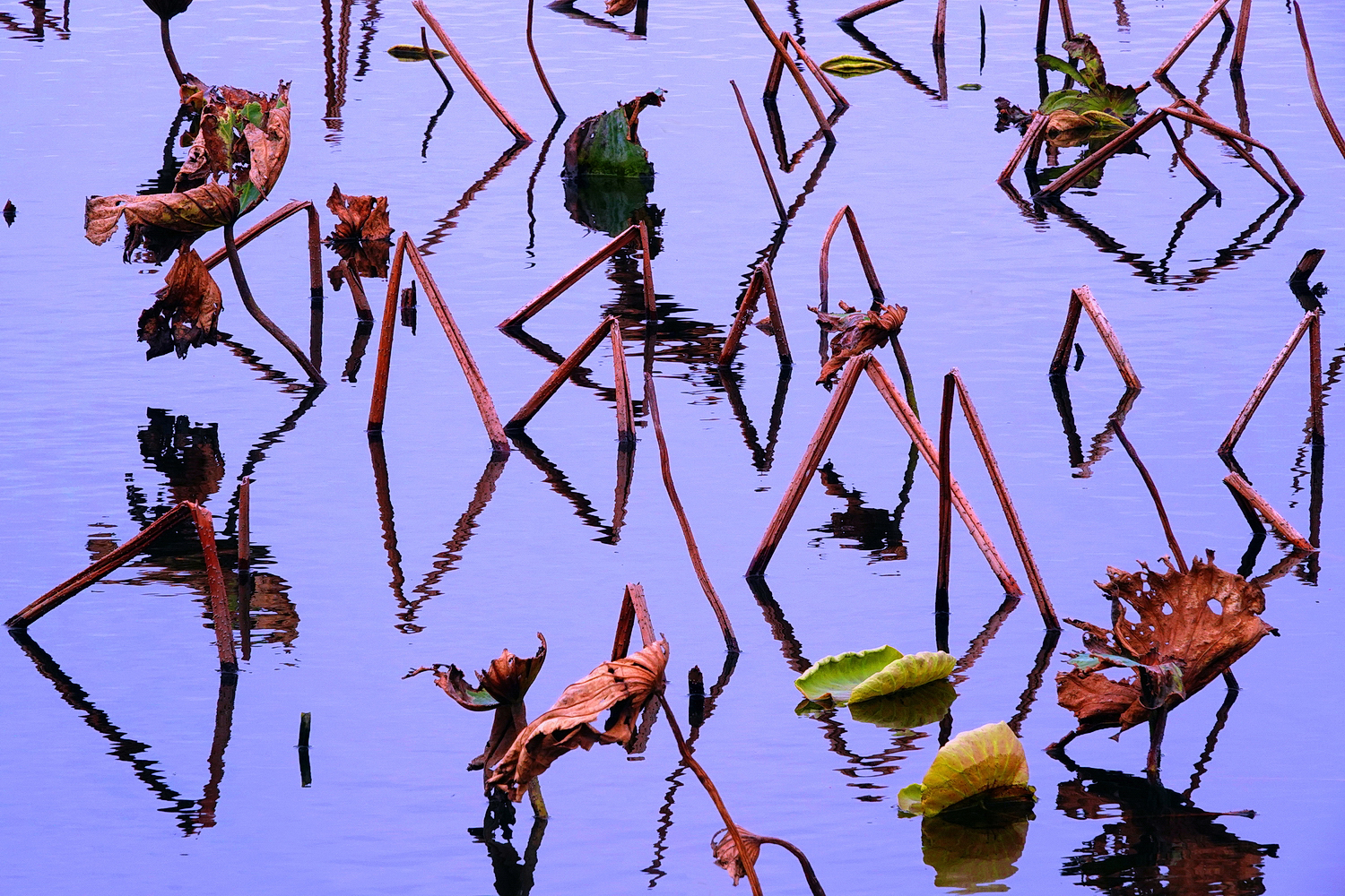 陳永鑑_荷花作品_20250223a.JPG