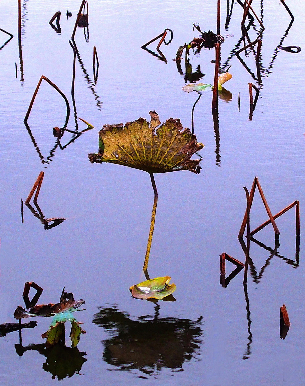 陳永鑑_荷花作品_20250223q.JPG