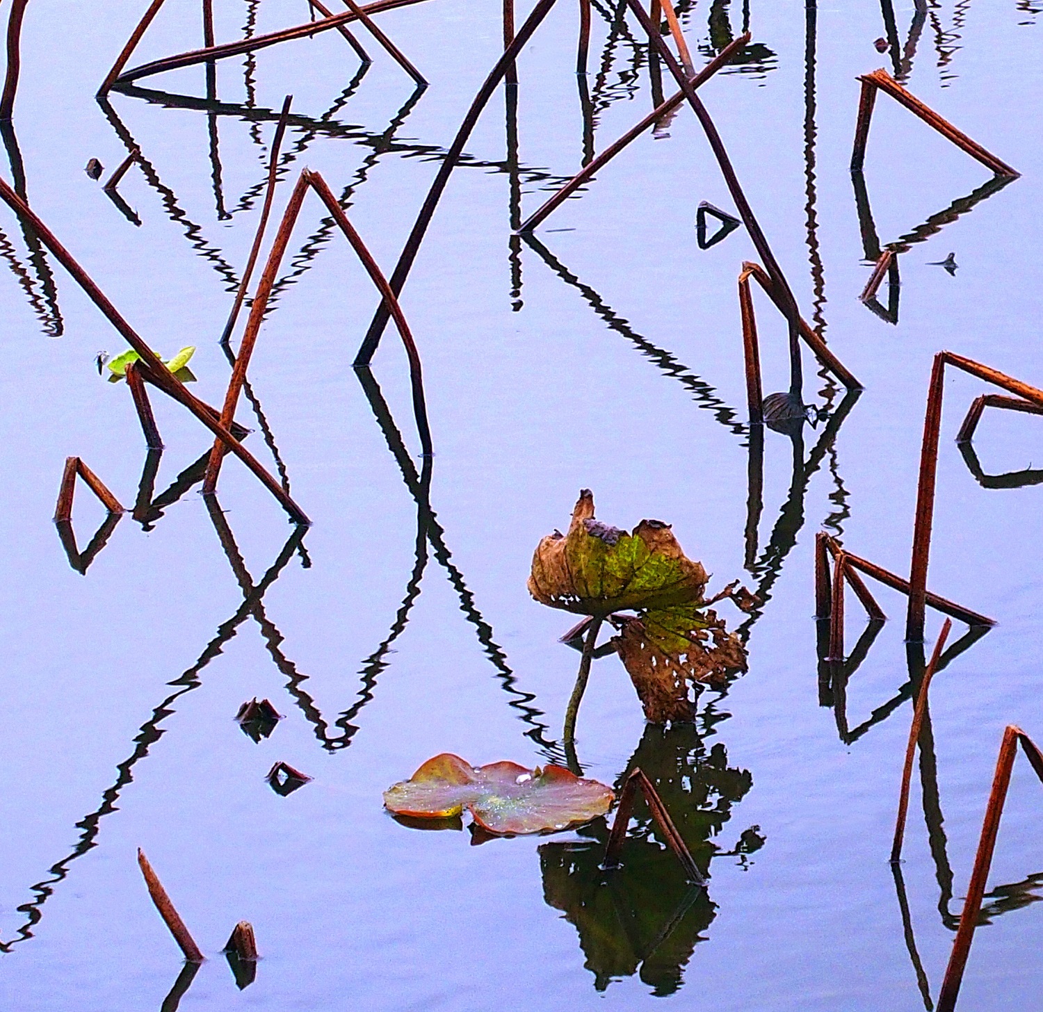 陳永鑑_荷花作品_20250224f.JPG