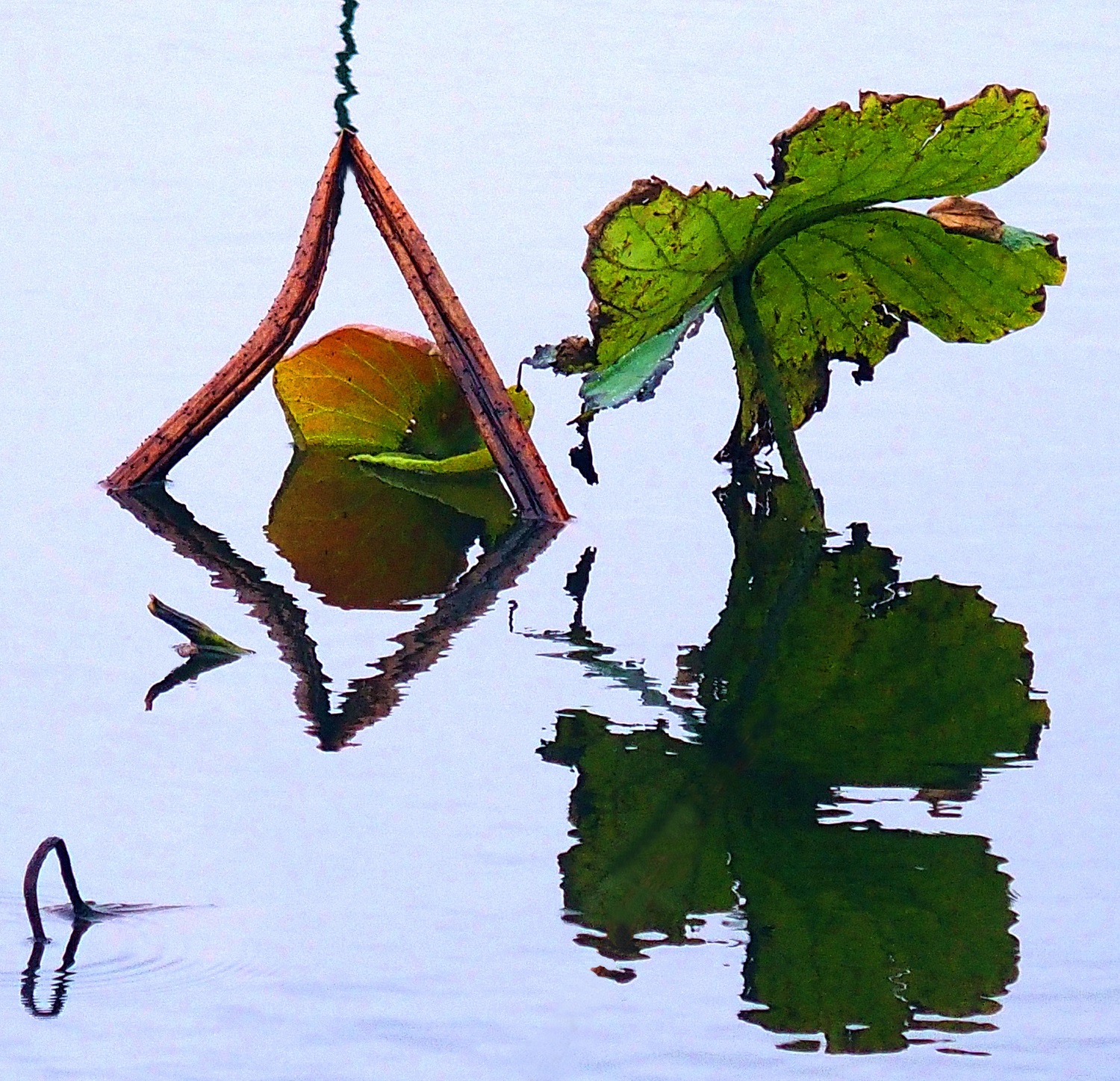 陳永鑑_荷花作品_20250224d.JPG