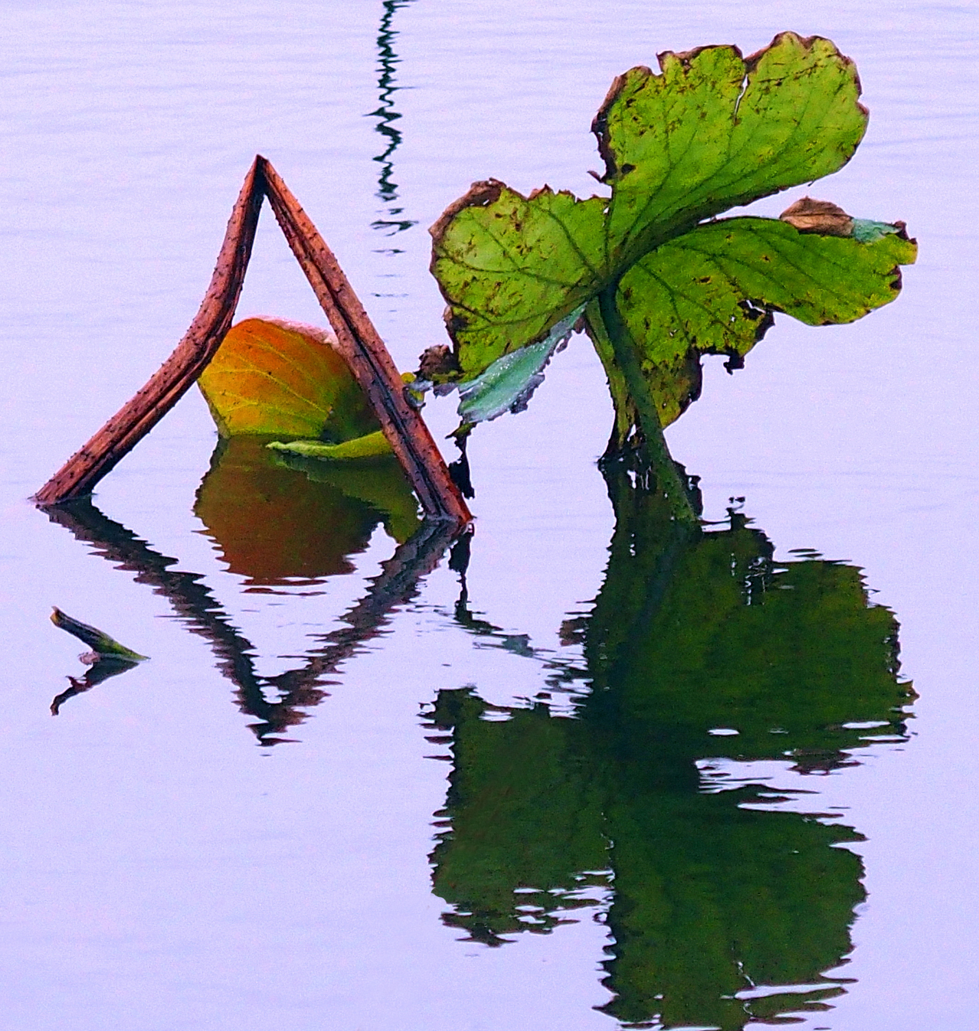 陳永鑑_荷花作品_20250224c.JPG