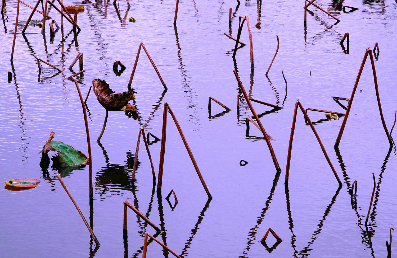 陳永鑑_荷花作品_20250225f.JPG