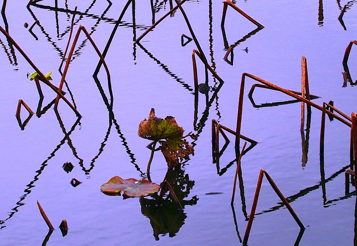 陳永鑑_荷花作品_20250226a.JPG
