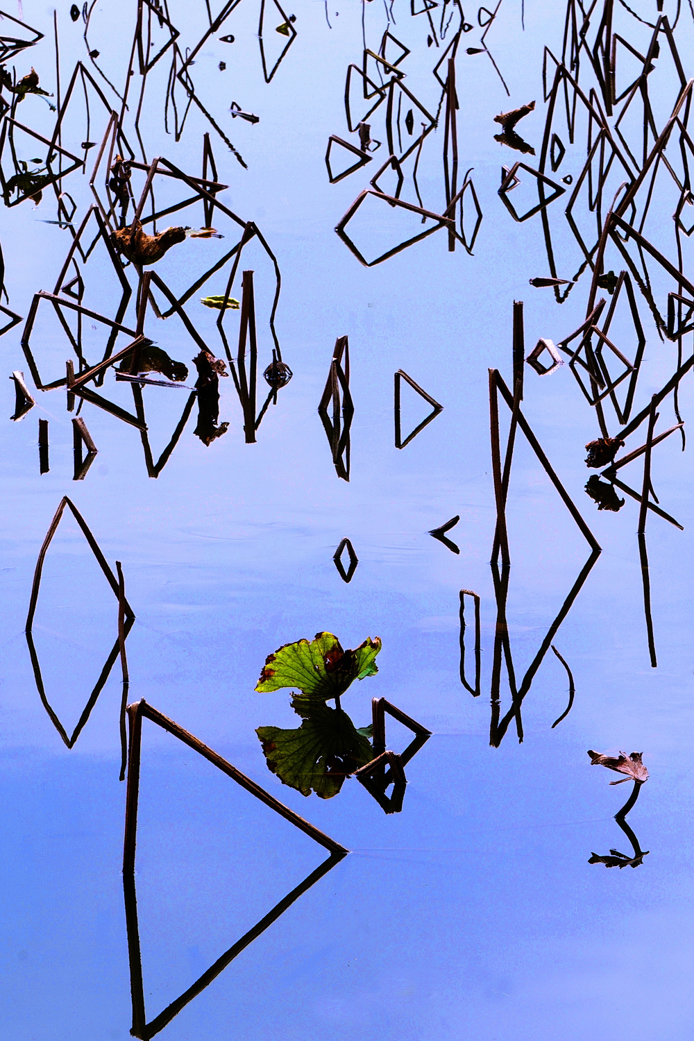 陳永鑑_荷花作品_20250227a.JPG