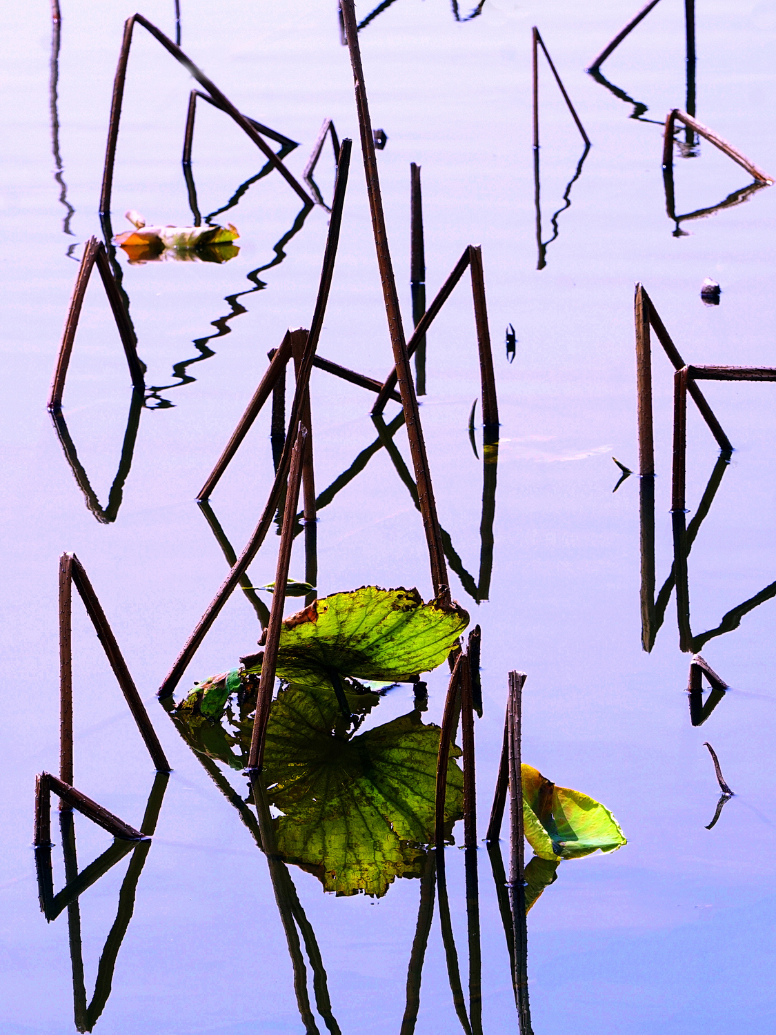 陳永鑑_荷花作品_20250226e.JPG