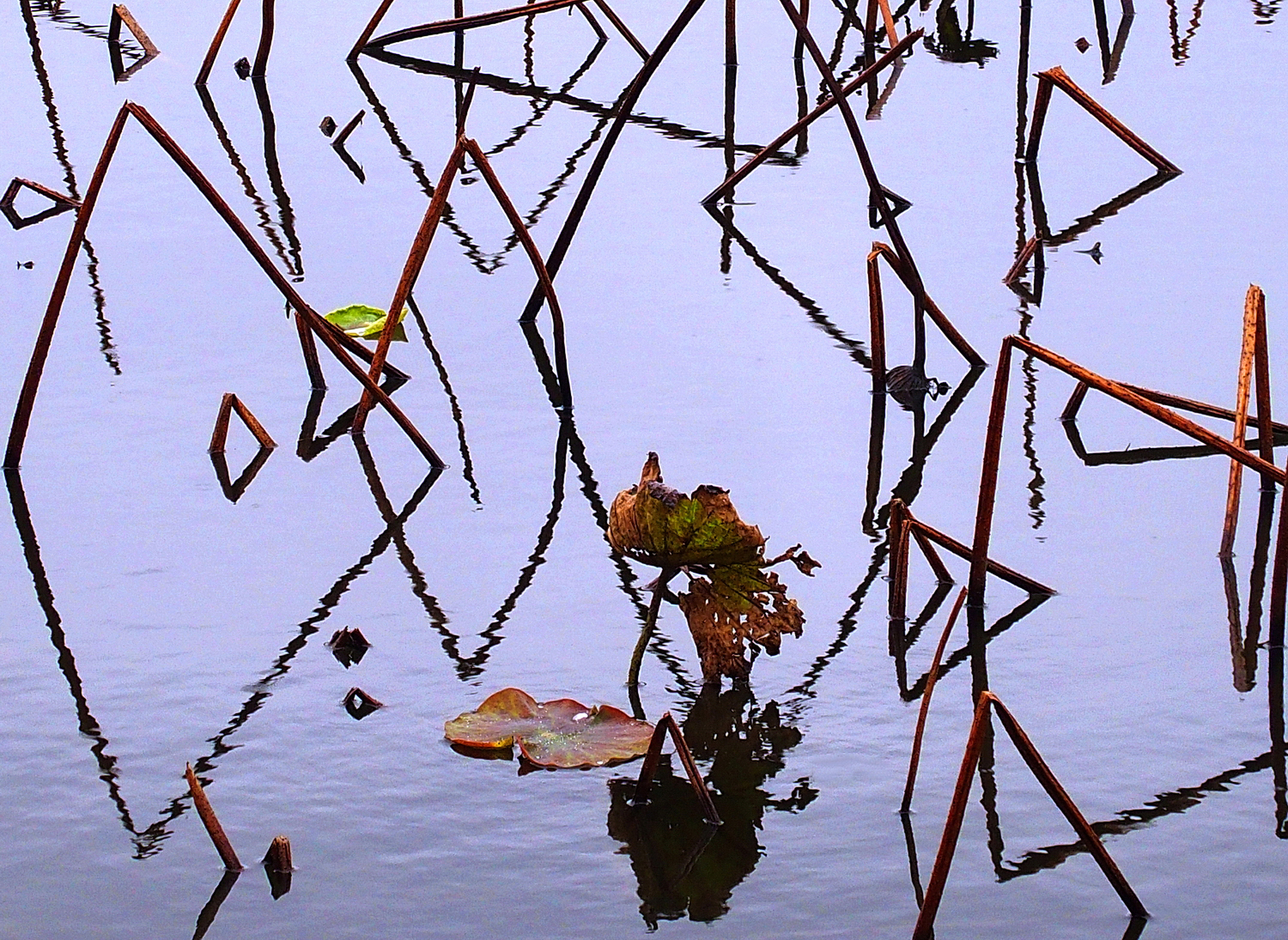 陳永鑑_荷花作品_20250226c.JPG