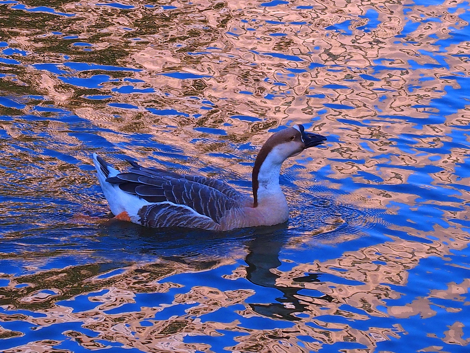 陳永鑑_悠遊水上20250222b.JPG