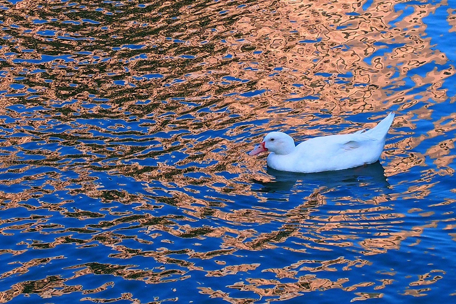 陳永鑑_悠遊水上20250219c.JPG