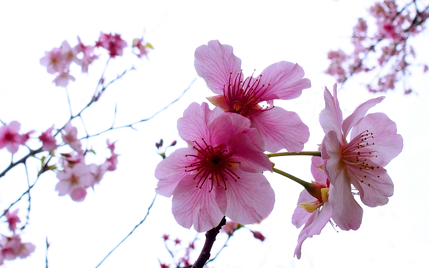 陳永鑑櫻桃花作品20250222e.JPG