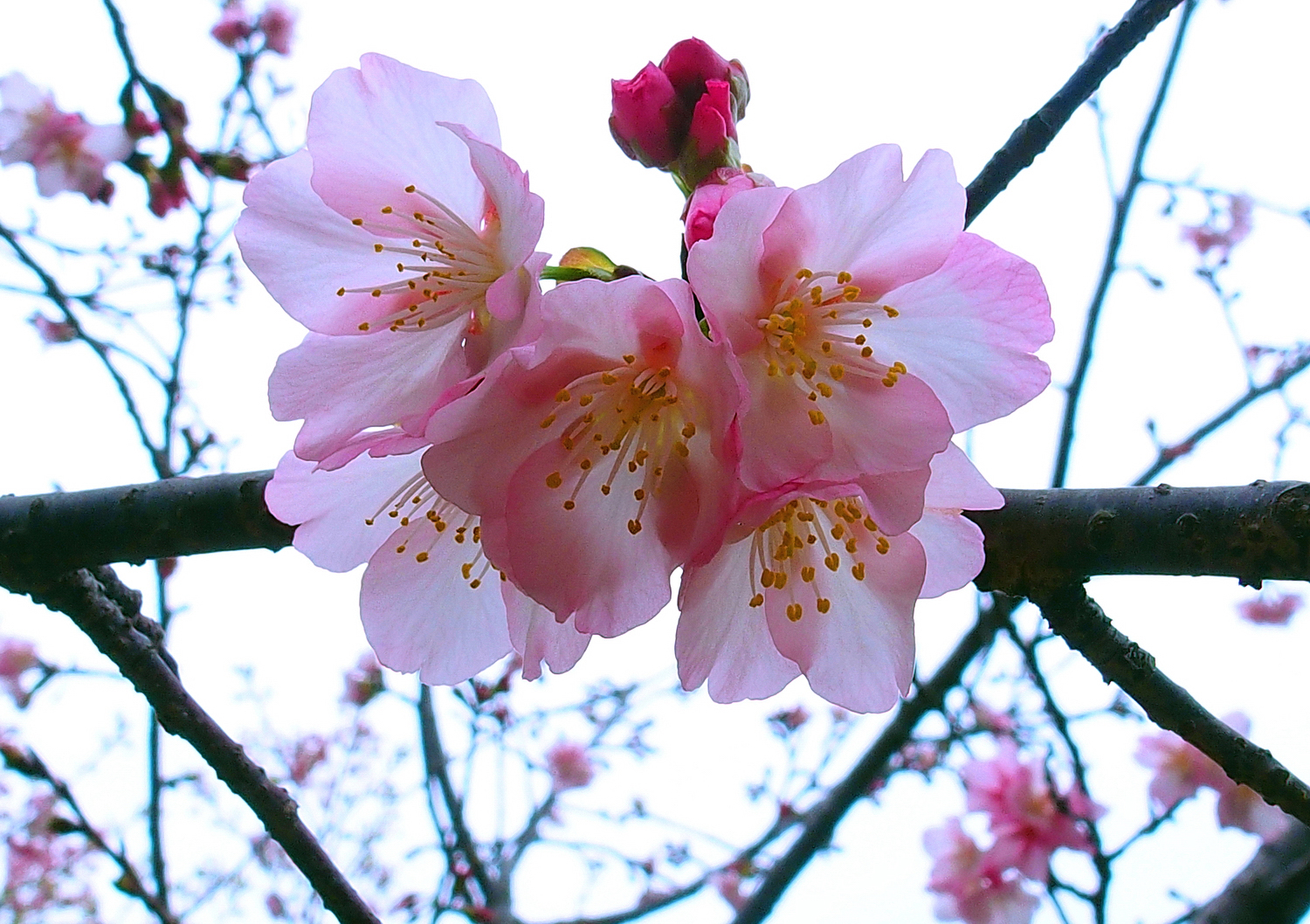 陳永鑑櫻桃花作品20250226e.JPG