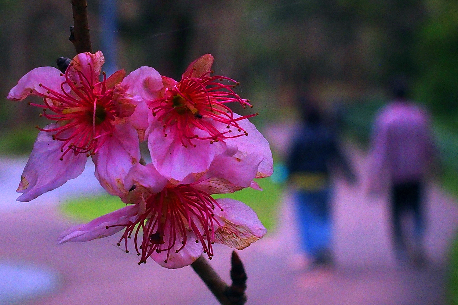 陳永鑑櫻桃花作品20250227a.JPG