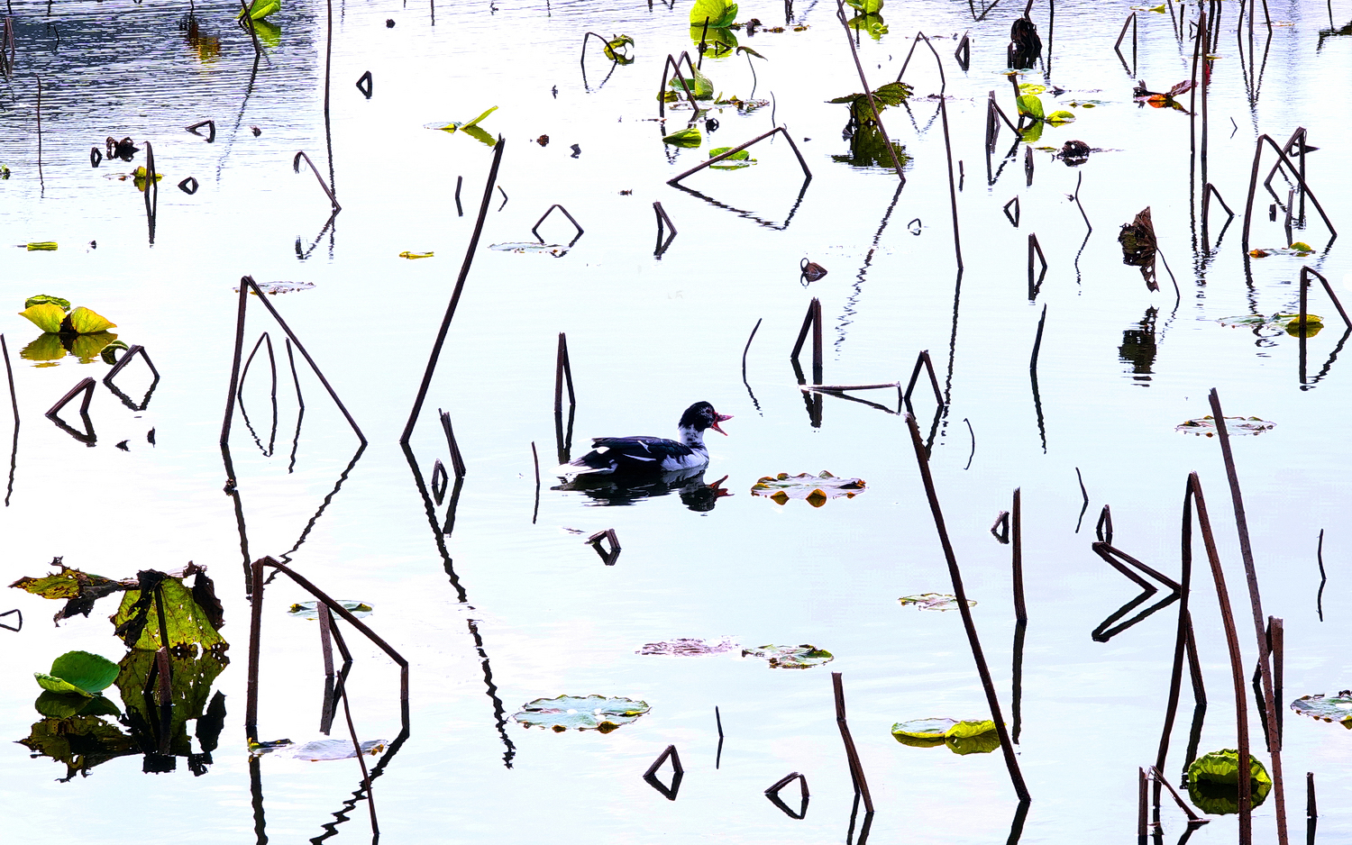 陳永鑑_荷花作品_20250303c.JPG