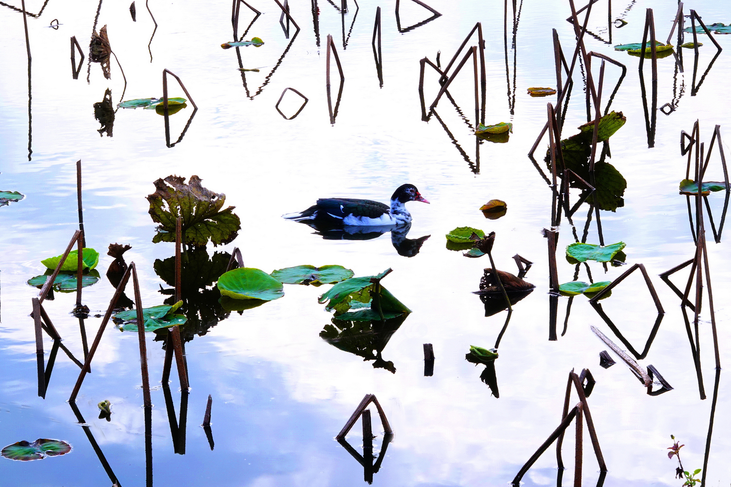 陳永鑑_荷花作品_20250303a.JPG