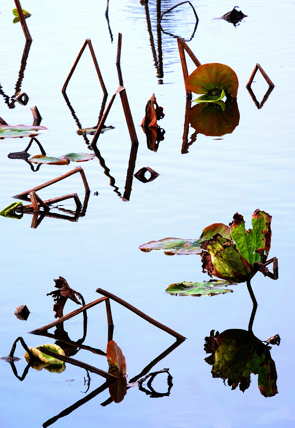 陳永鑑_荷花作品_20250304g.JPG