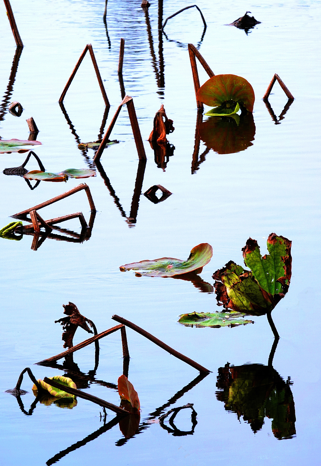 陳永鑑_荷花作品_20250304h.JPG