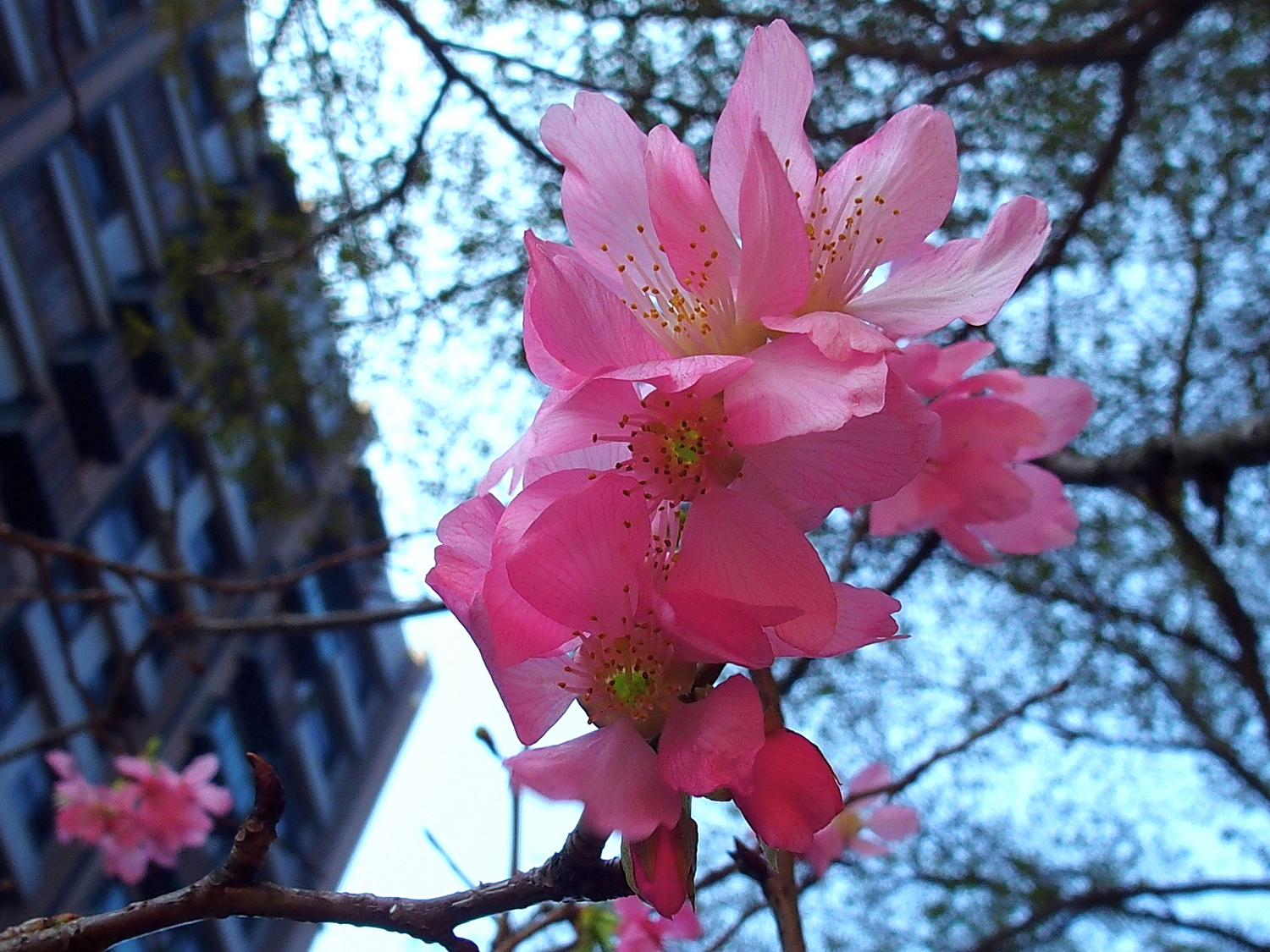 陳永鑑櫻桃花作品20250228n.JPG
