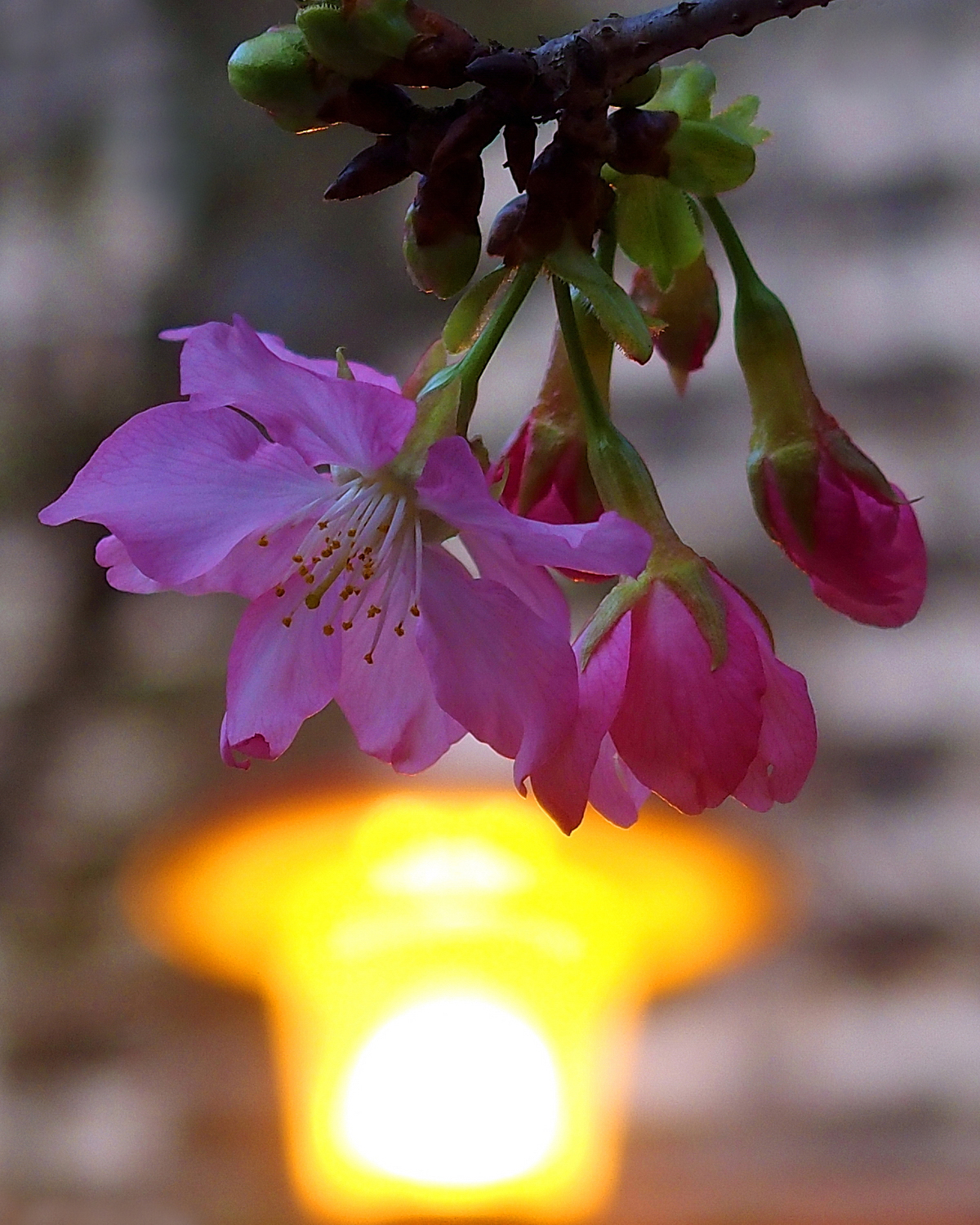 陳永鑑櫻桃花作品20250305f.JPG