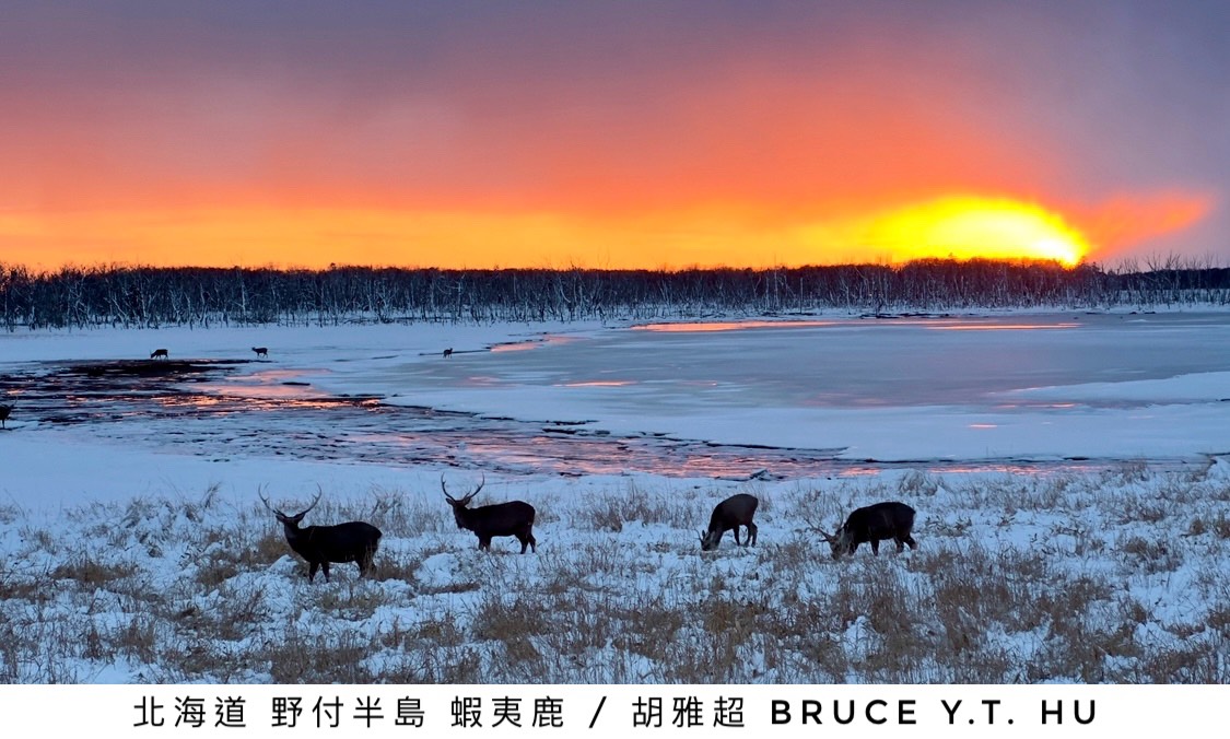 蝦夷鹿及夕陽.jpg
