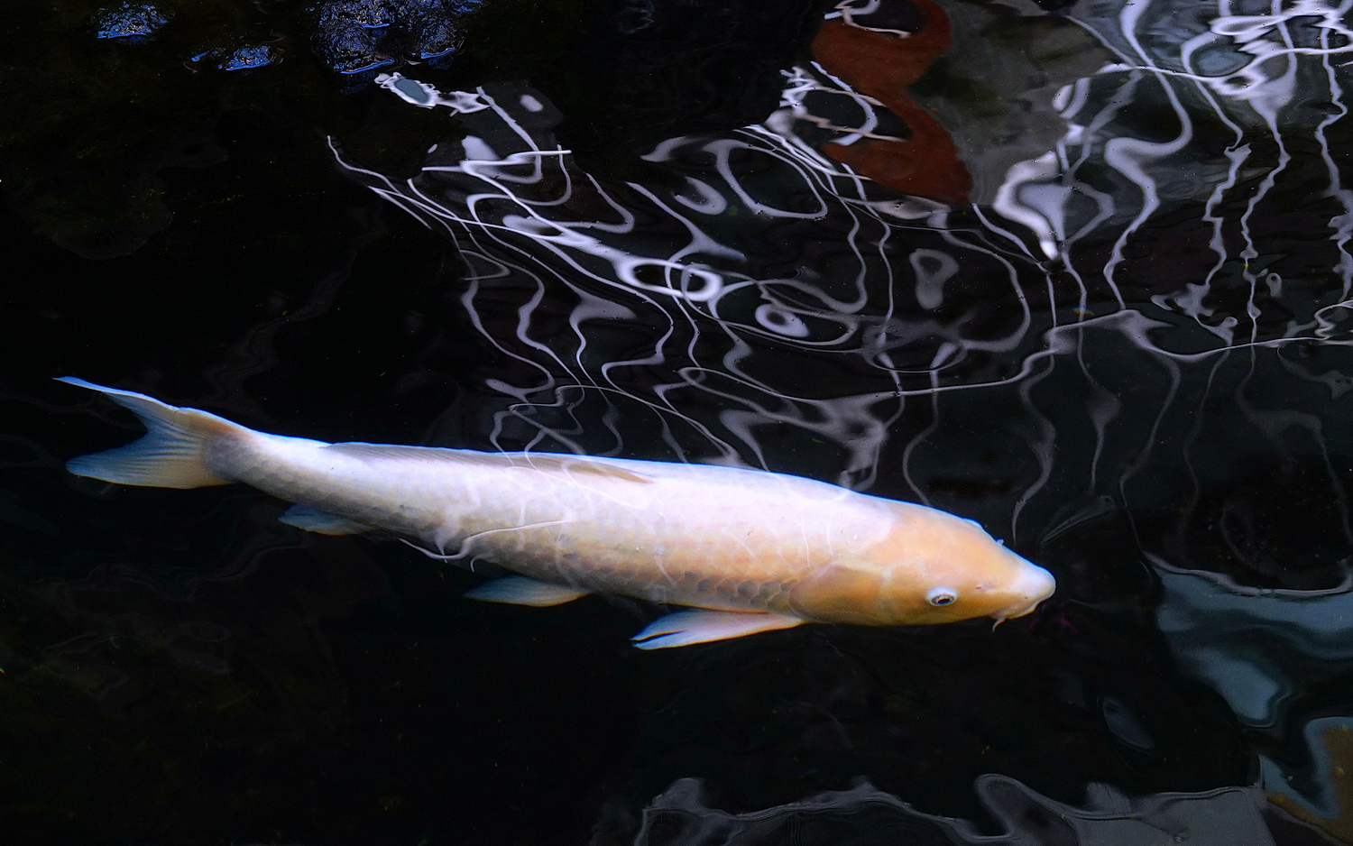 陳永鑑_錦鯉遊緃_20250220d.JPG